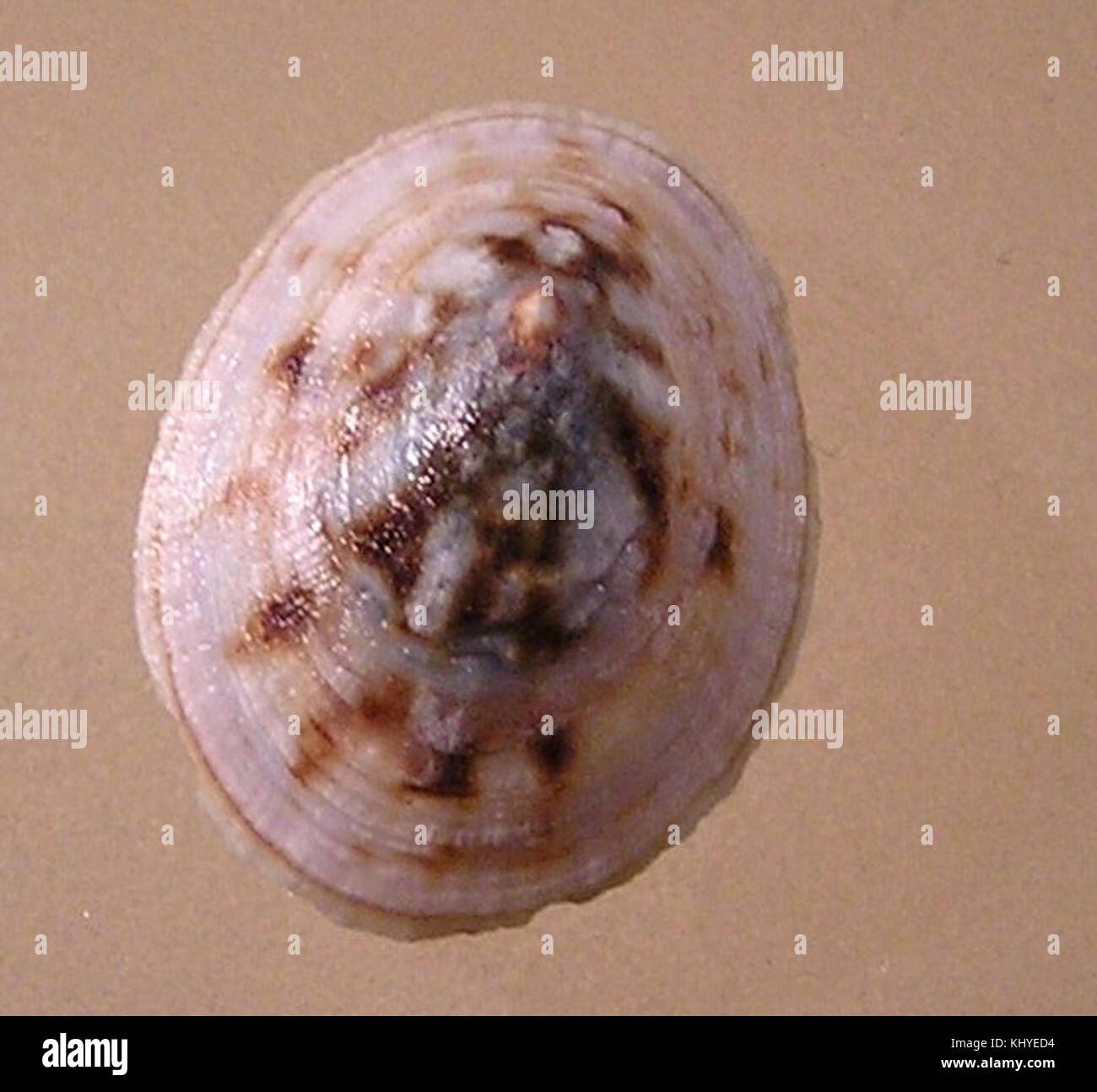 Testudinalia testudinalis è una specie di organismo marino, noto per il suo aspetto distinto. Appartiene alla famiglia dei barnacoli, con una struttura a guscio unica che aiuta l'identificazione. Foto Stock