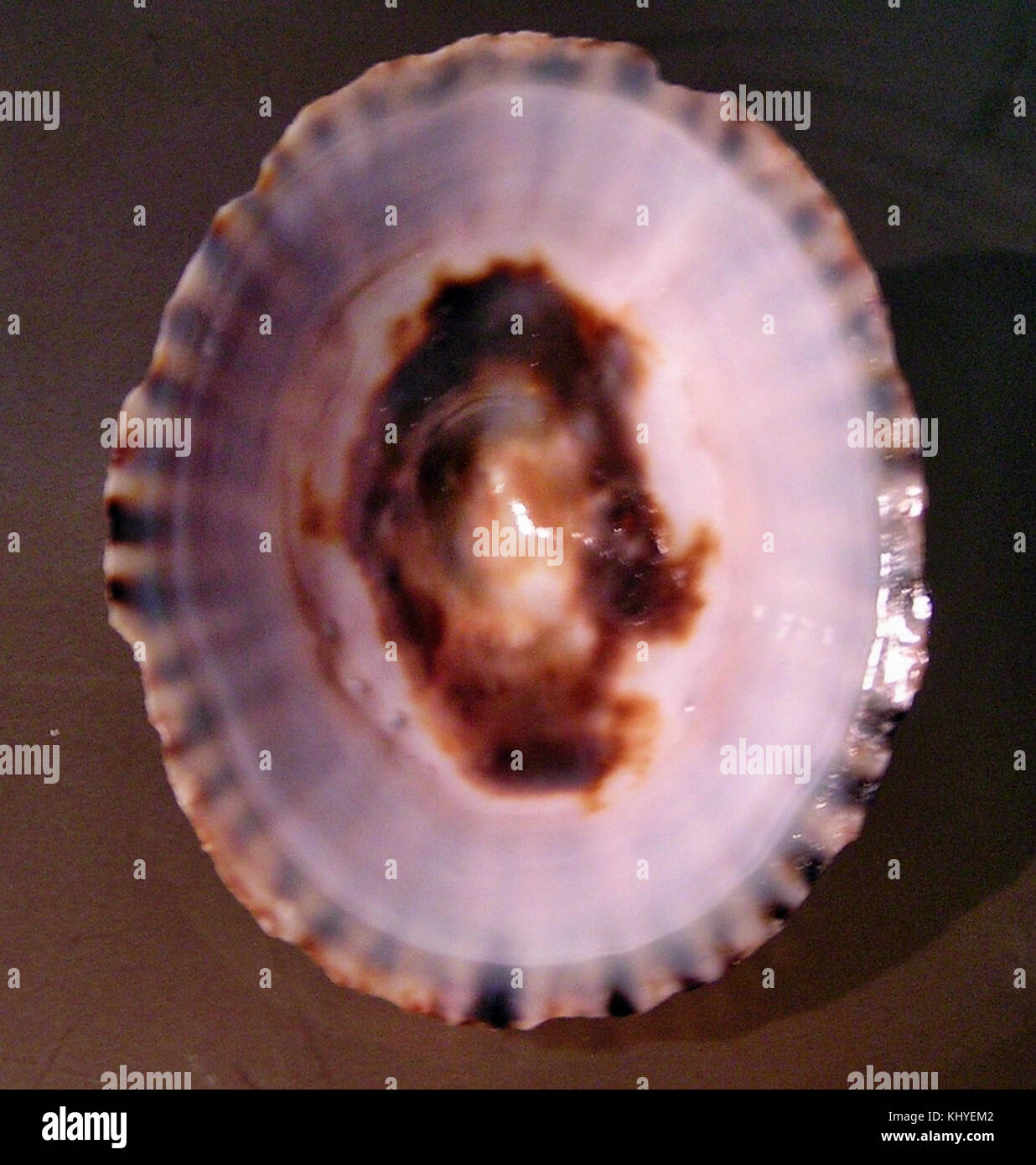 Uno studio botanico di Notoacmea persona, una specie di lumaca marina. L'immagine mette in evidenza le caratteristiche uniche di questa specie marina, come la sua struttura a conchiglia e il suo habitat. Foto Stock