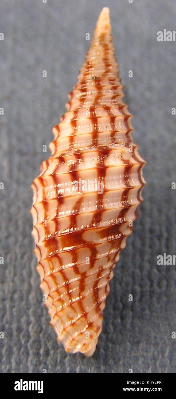 Subcancilla hrdlickai è una specie di molluschi marini, notevole per la sua struttura a guscio unica. Questa specie svolge un ruolo nella biodiversità marina ed è interessante per gli studi malacologici. Foto Stock