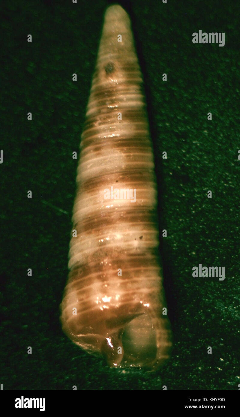 Seila marmorata 001 Foto Stock