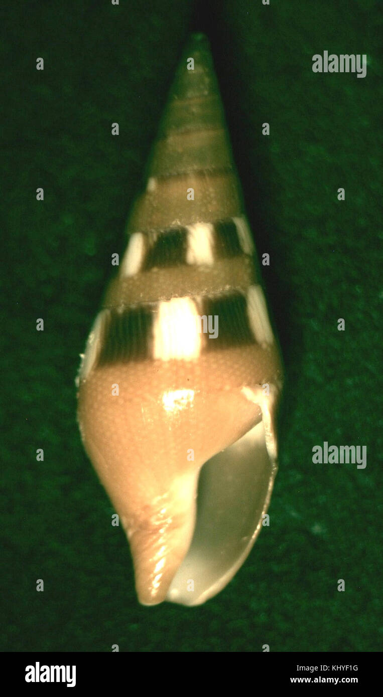 Questa immagine raffigura la specie di gasteropodi marini Mitrella acuminata, che mostra la sua caratteristica struttura a conchiglia e l'habitat marino. Foto Stock