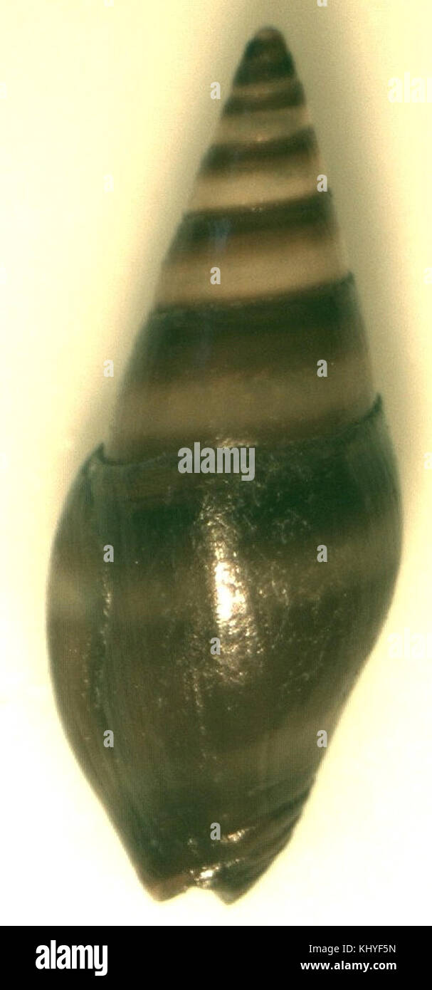 Un'immagine di Mitrella essingtonensis, una specie di molluschi gasteropodi. La foto evidenzia la sua caratteristica struttura a conchiglia e la classificazione scientifica nel campo della biologia marina. Foto Stock