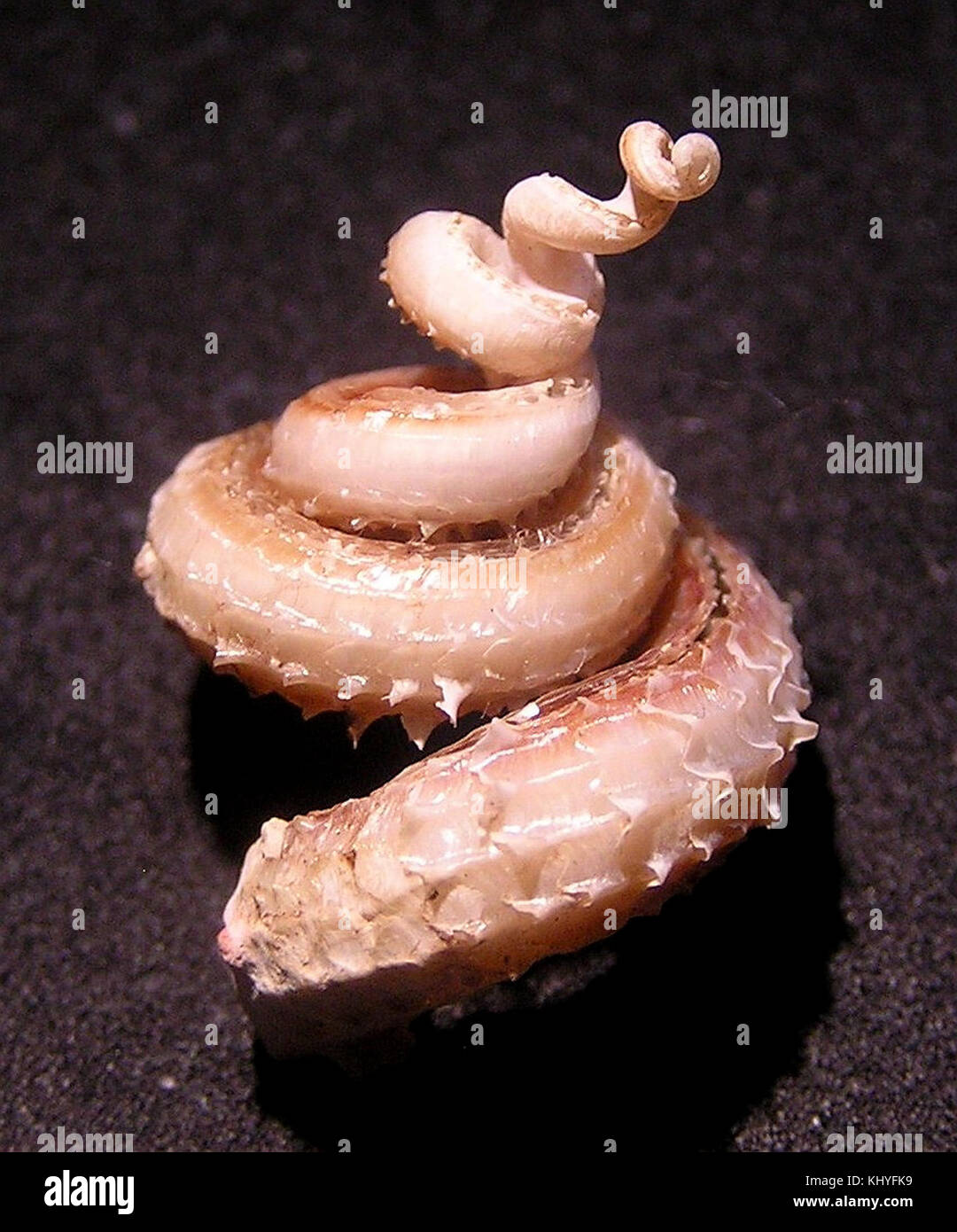 Siliquaria anguina è una specie di molluschi gasteropodi marini. L'immagine mostra la struttura unica del guscio di questa specie, evidenziandone l'aspetto e la classificazione distinti all'interno della famiglia dei molluschi. Foto Stock