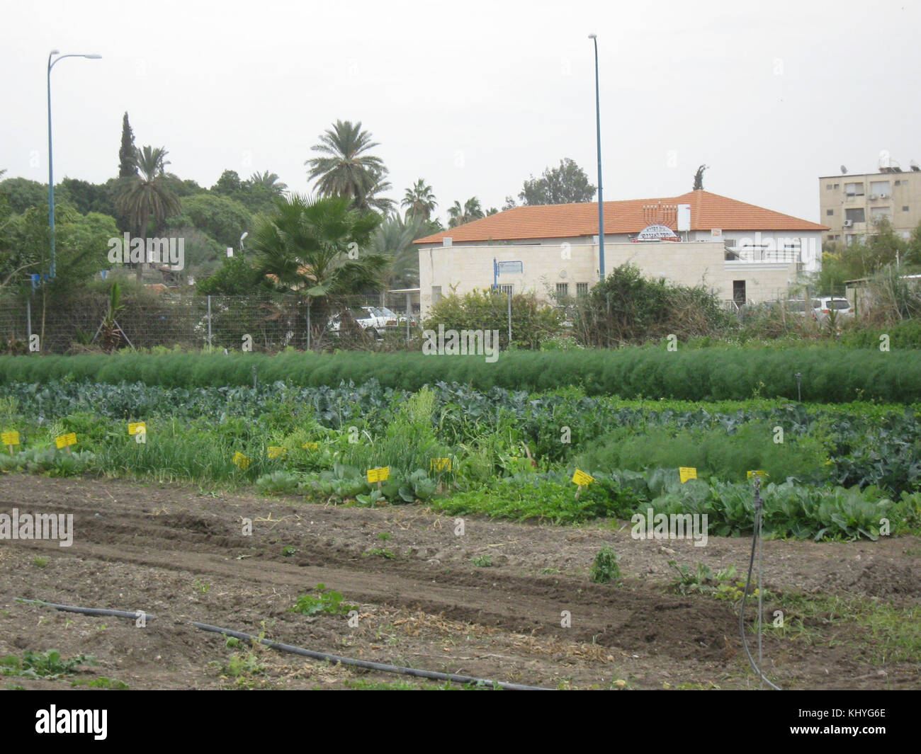 Israele 11144 verdure di campo Foto Stock