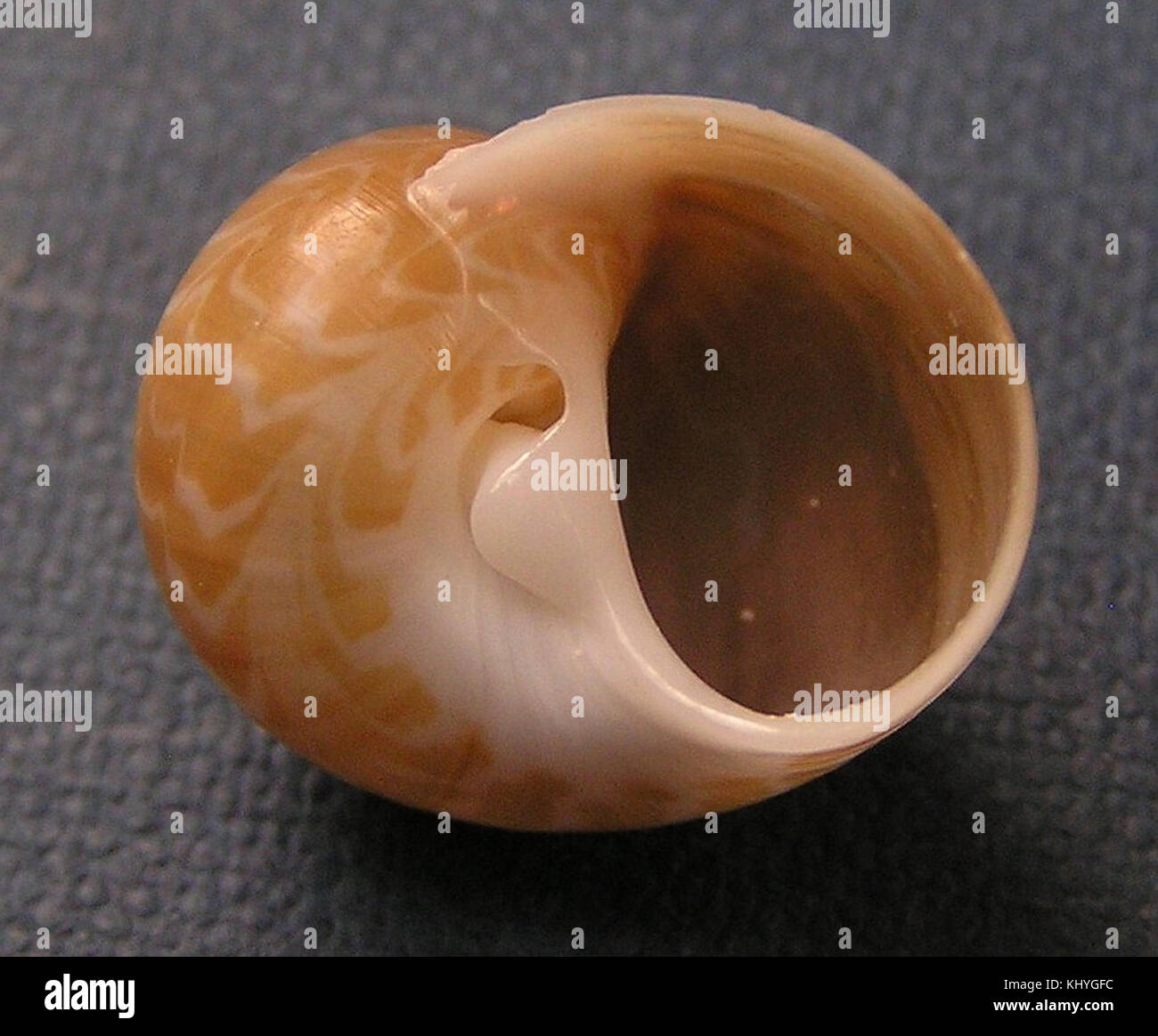 Tanea areolata 002 Foto Stock