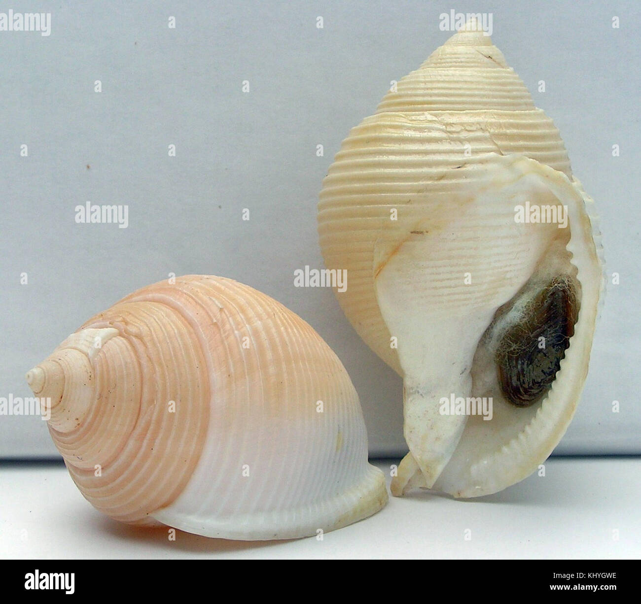 Galeodea rugosa 002 Foto Stock