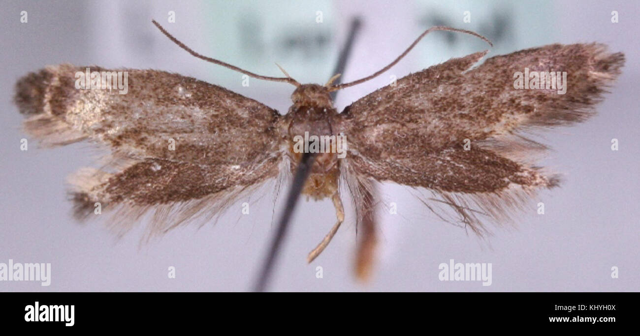 Elachista pigerella Foto Stock