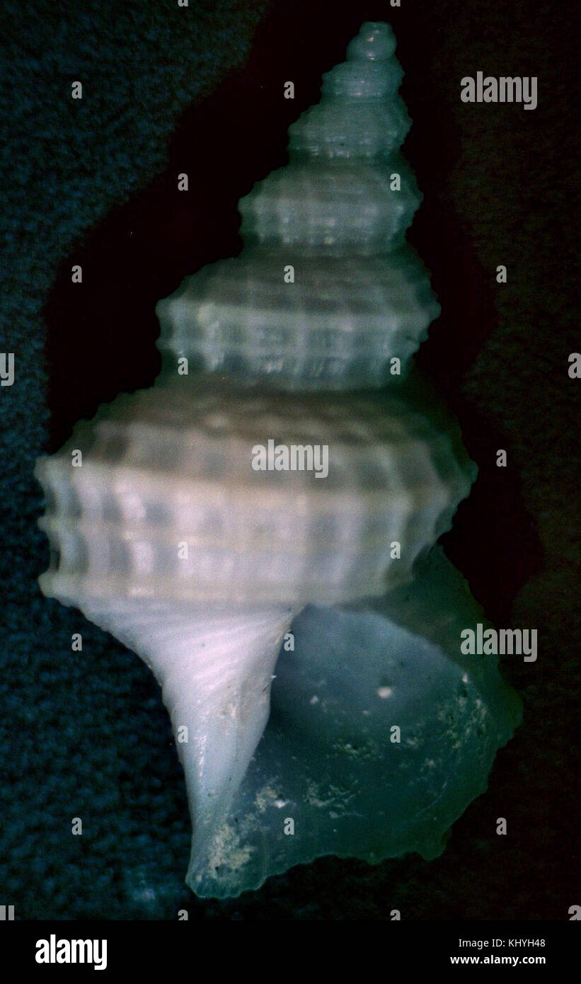 Trichotropis turrita è una specie di molluschi gasteropodi marini che si trovano in varie regioni costiere. La sua forma e la sua struttura uniche lo rendono un soggetto interessante per gli studi di biologia marina. Foto Stock