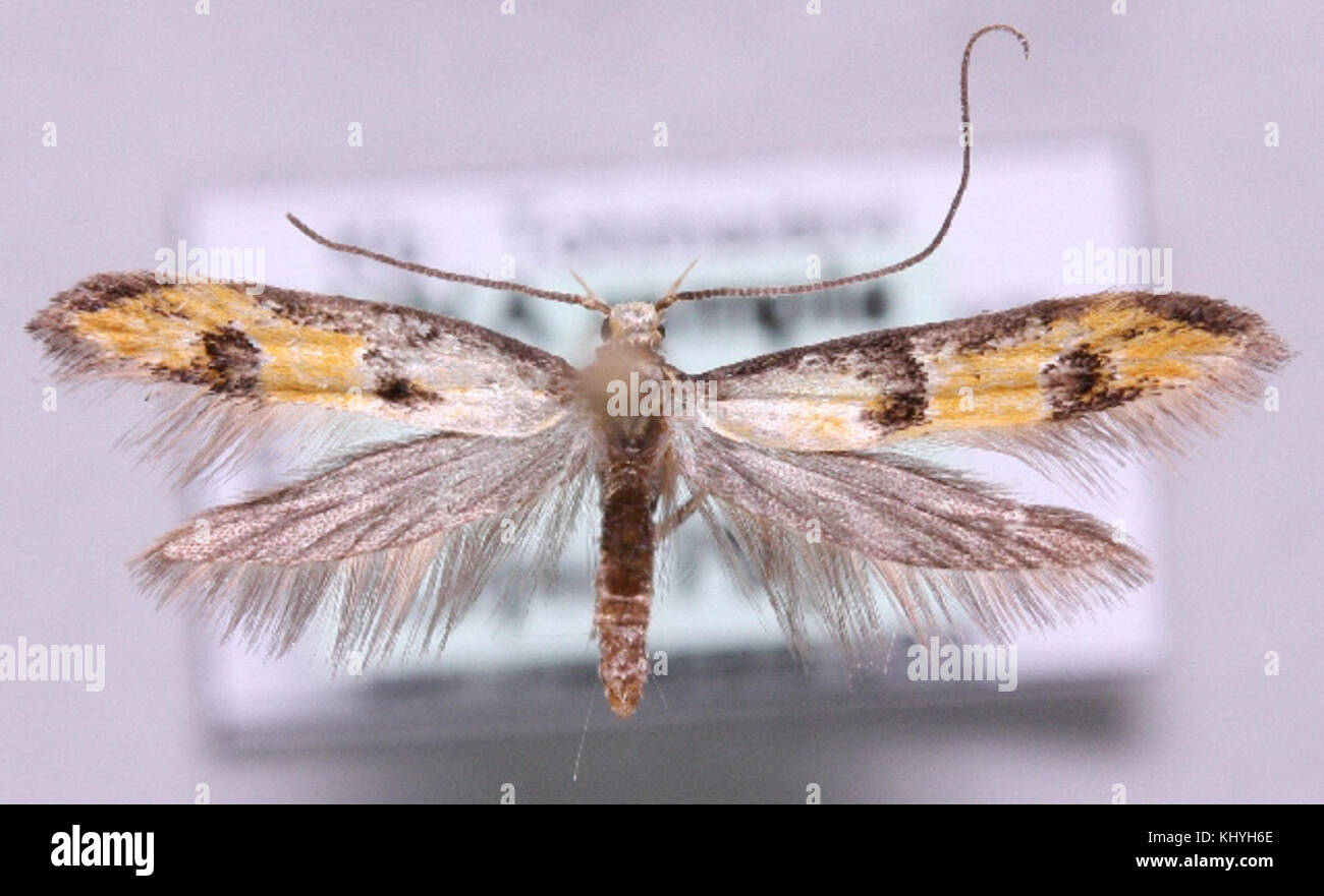 Heinemannia laspeyrella Foto Stock