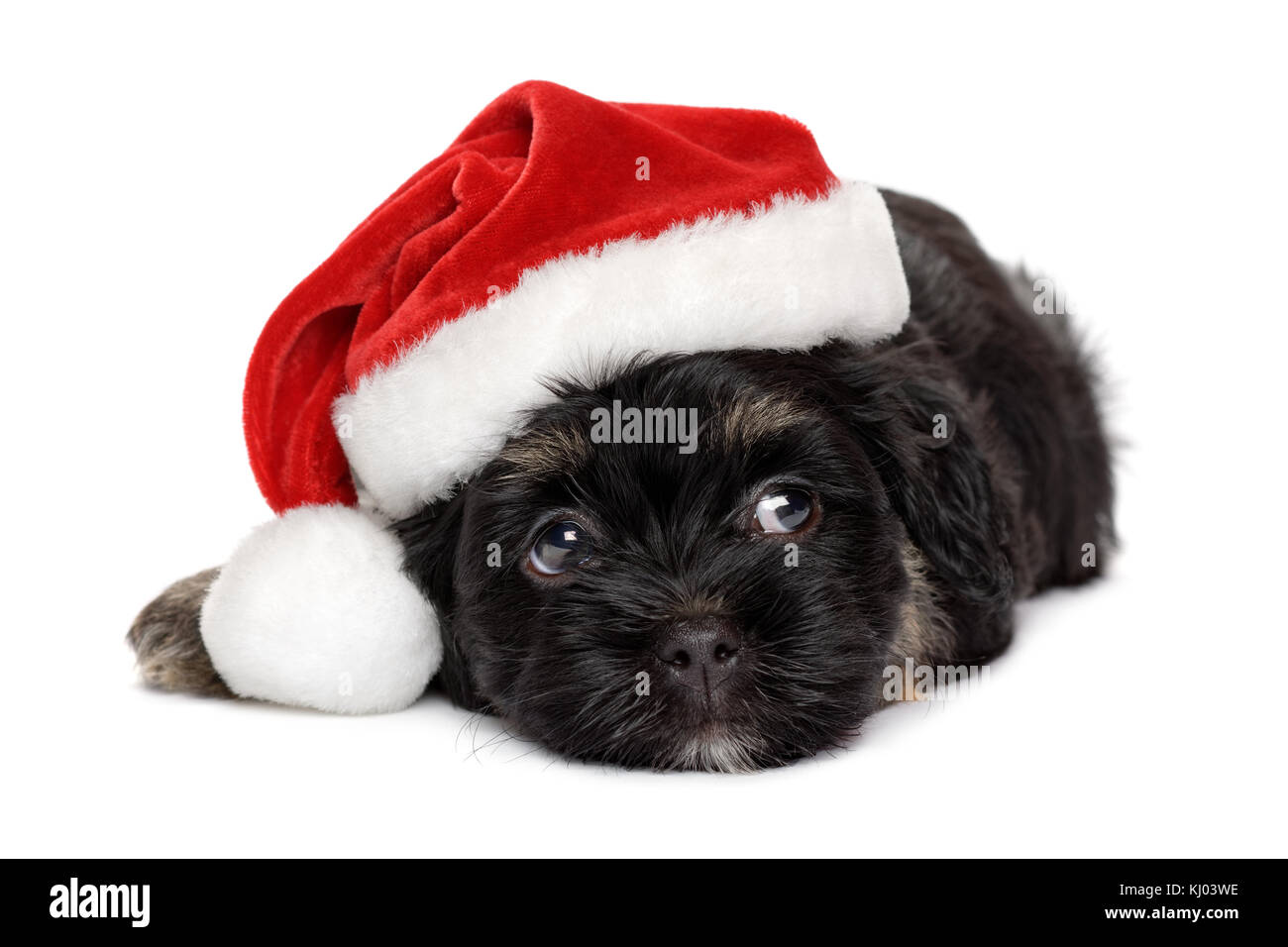Close-up di un simpatico nero e marrone havanese cucciolo di cane in santa hat - isolato su sfondo bianco Foto Stock
