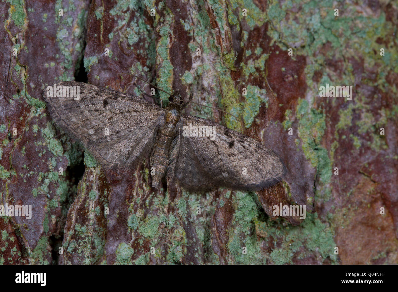 Il larice Pug (Eupithecia lariciata) falena adulta in appoggio sul tronco di un larice. Powys, Galles. Luglio. Foto Stock
