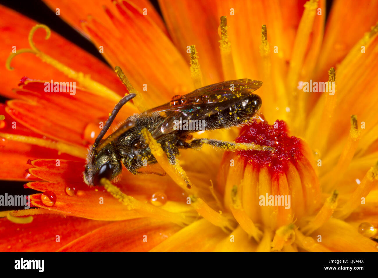 Bianco-footed solco verde-bee (Lasioglossum leucopus) maschio adulto il ricovero in un arancio Hawkbit fiore nella pioggia. Powys, Galles. Luglio. Foto Stock