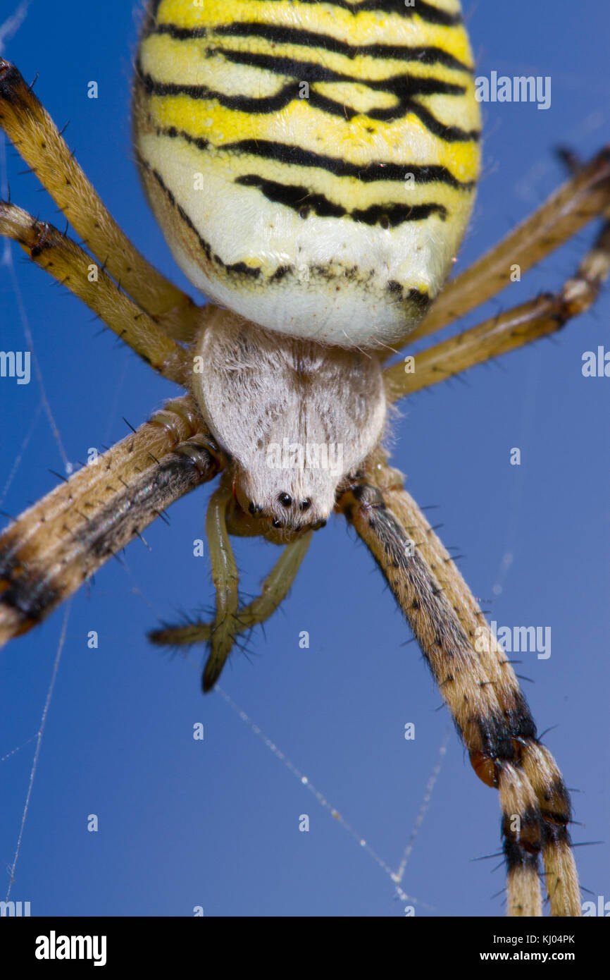 Wasp Spider (Argiope bruennichi) femmina adulta sul suo web. Sussex, Inghilterra. Agosto. Foto Stock