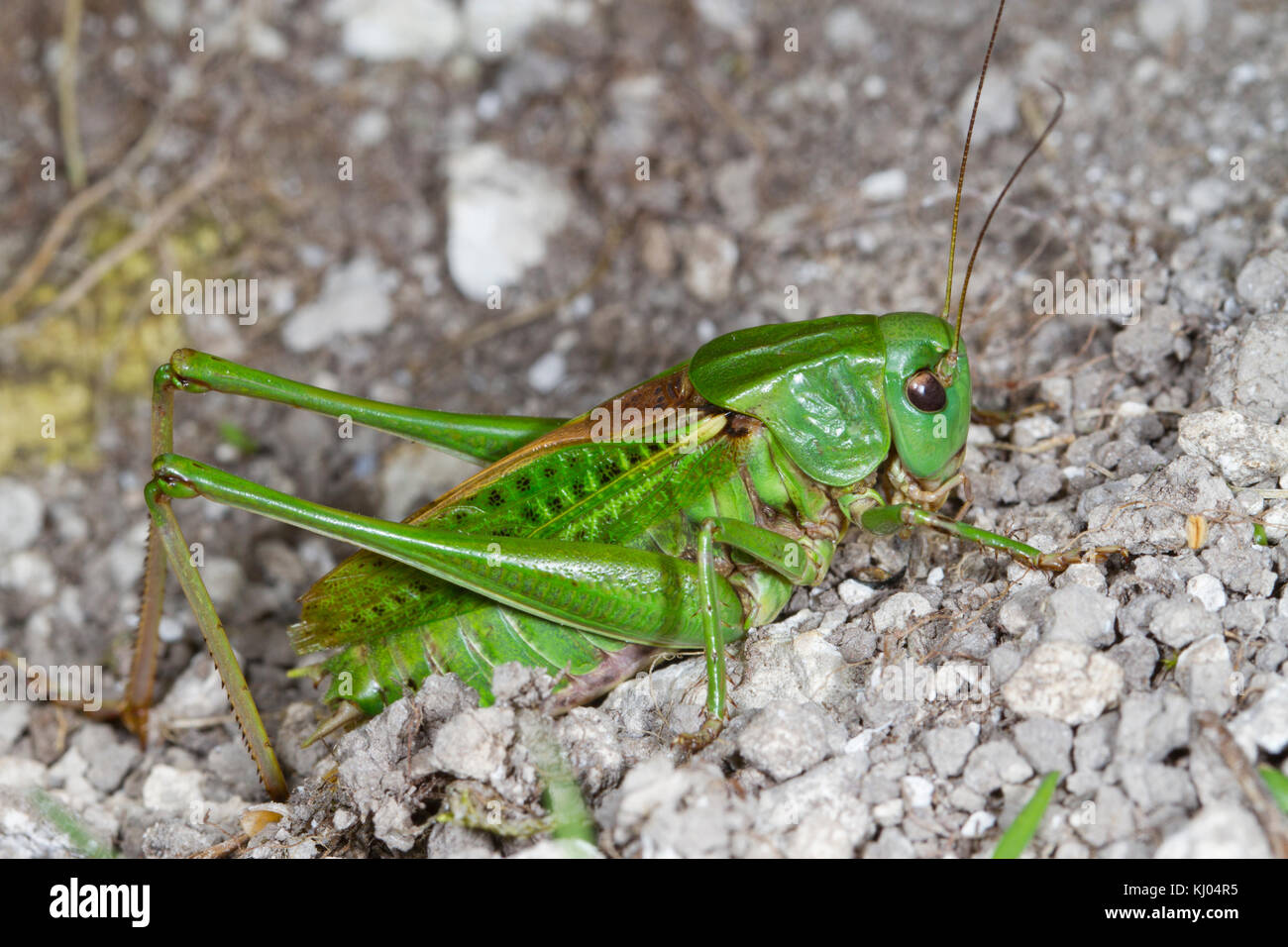 Verruca-snapper Bush-cricket (Decticus verrucivorus) maschio adulto dal re-introdotte una popolazione sul Monte Caburn, Sussex, Inghilterra. Agosto. Foto Stock