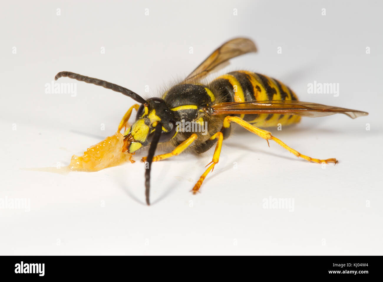 Wasp sassone (Dolichovespula saxonica) maschio adulto alimentazione su miele su uno sfondo bianco. Powys, Galles. Agosto. Foto Stock