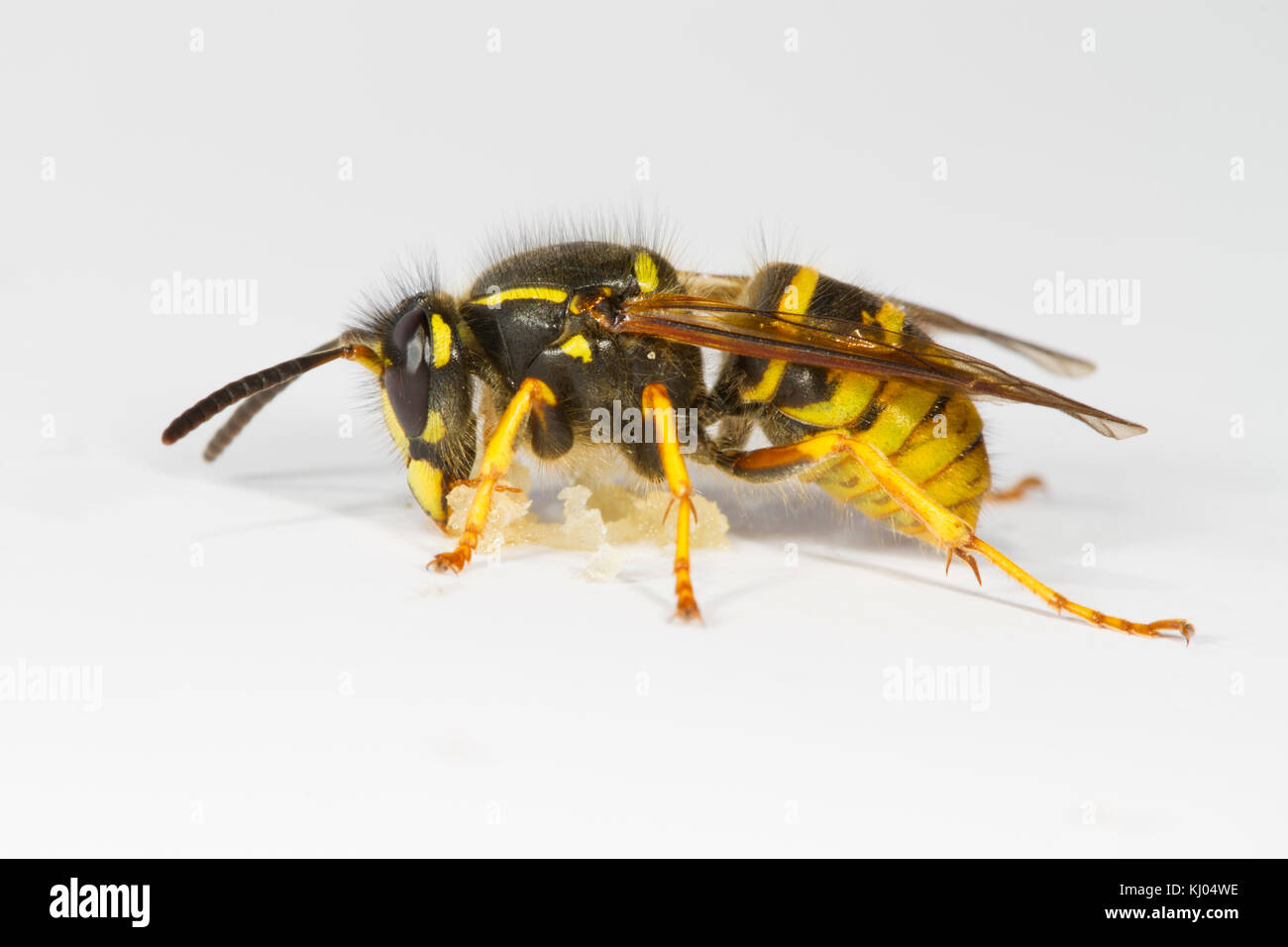 Wasp sassone (Dolichovespula saxonica) adulto lavoratore avanzamento sul miele su uno sfondo bianco. Powys, Galles. Agosto. Foto Stock
