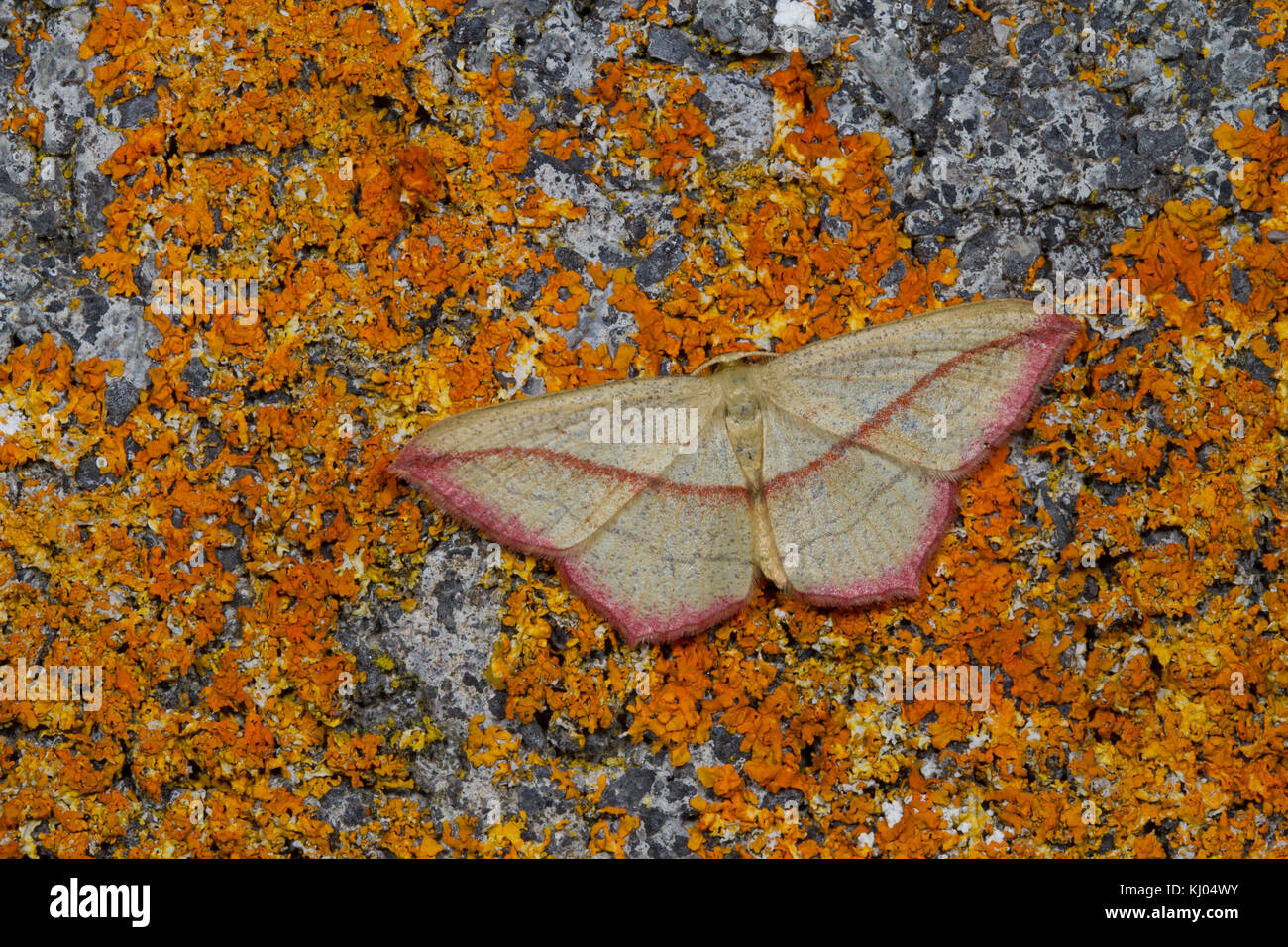 Sangue-vena (Timandra comae) falena adulta in appoggio su un lichene parete coperta. Powys, Galles. Agosto. Foto Stock