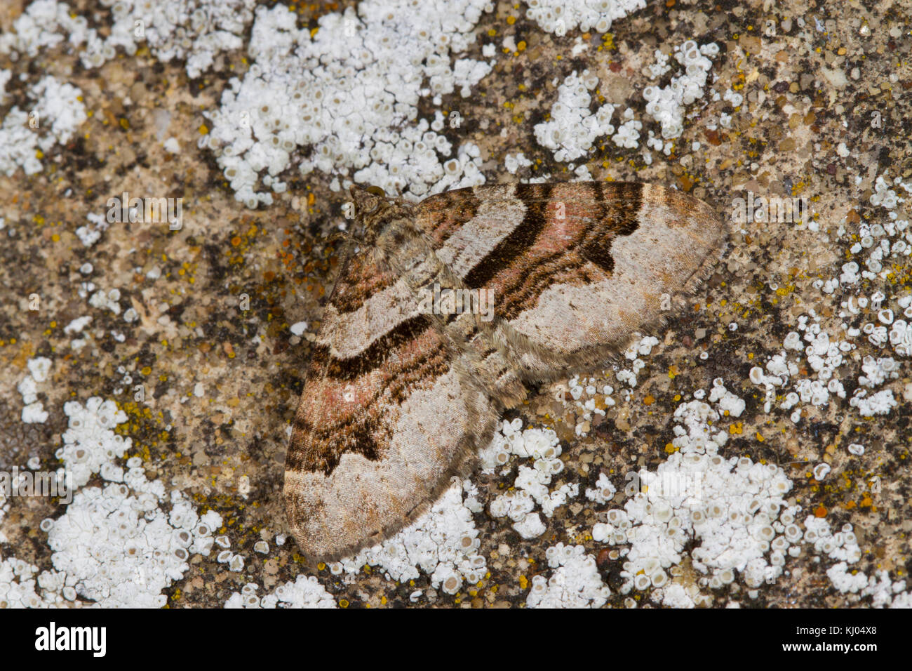 Tappeto di fiamma (Xanthorhoe designata) falena adulta in appoggio su un lichene parete coperta. Powys, Galles. Agosto. Foto Stock
