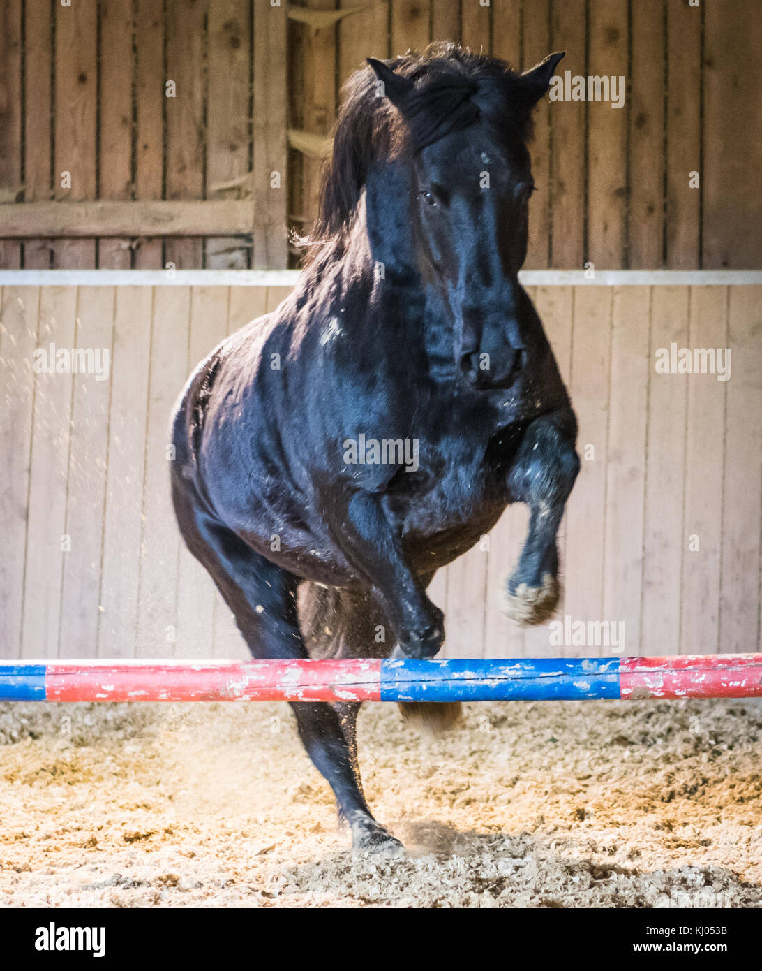 Black Arabian Horse jumping in arena Foto Stock