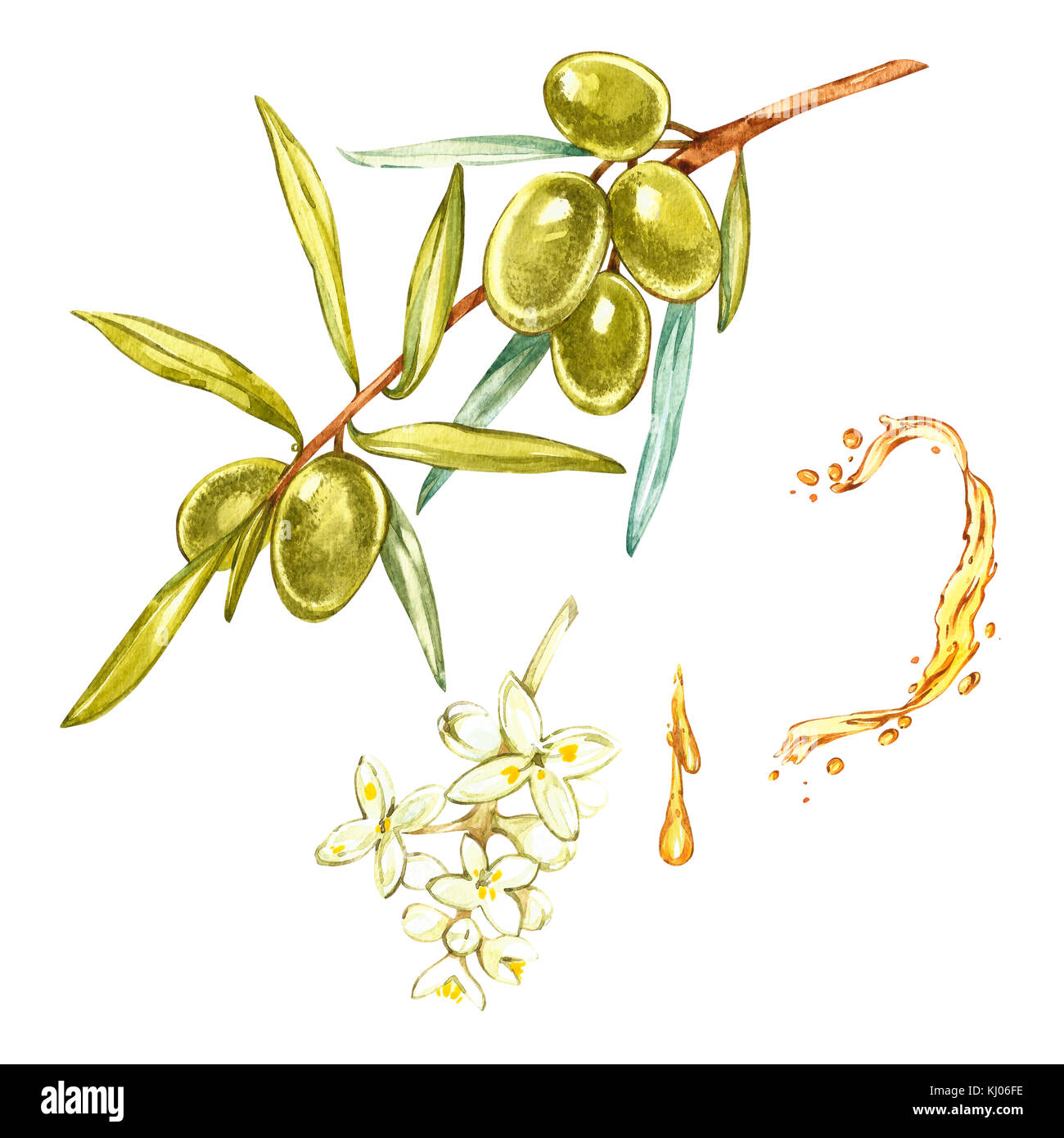 Impostare acquerello illustrazione realistica di olive verdi ramo e fiori isolati su sfondo bianco. gocce e schizzi di olio d'oliva. acquerello e illustrazione botanica. Foto Stock