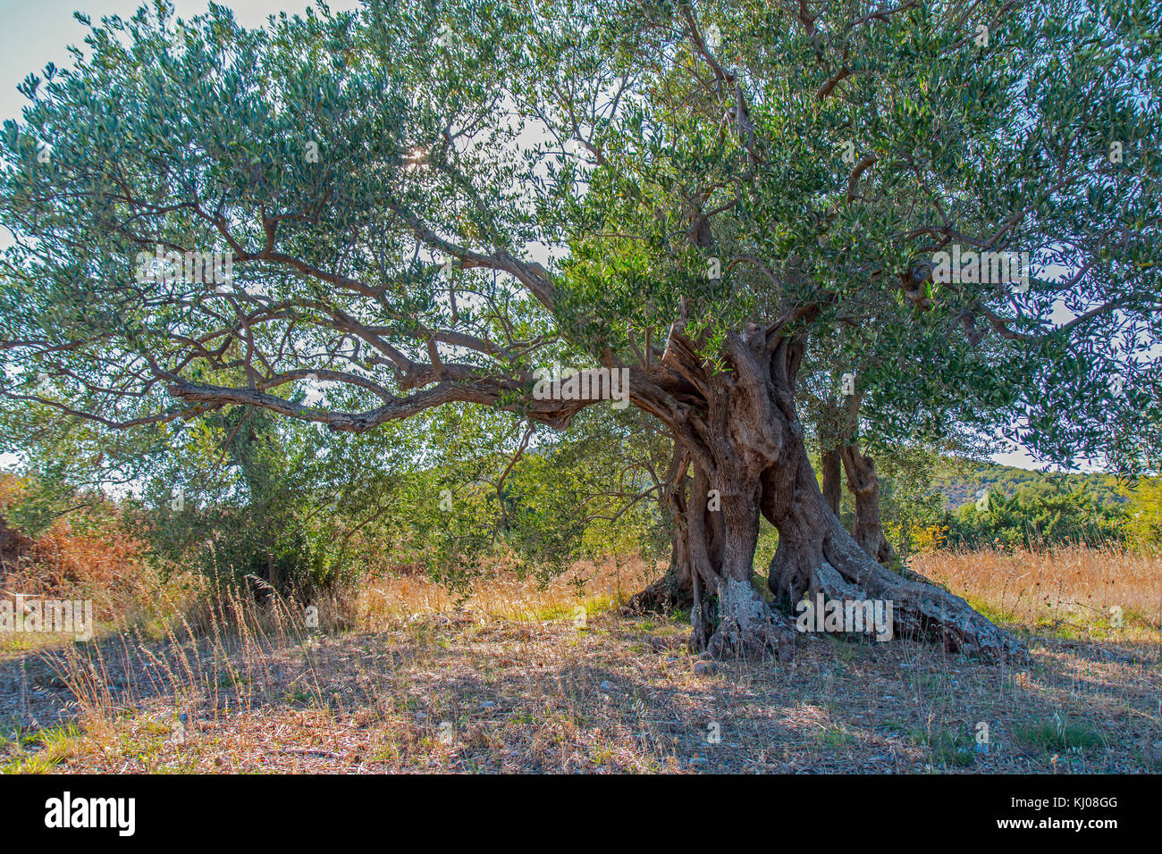 Un enorme molto vecchio Olivo pieno di rami Foto Stock