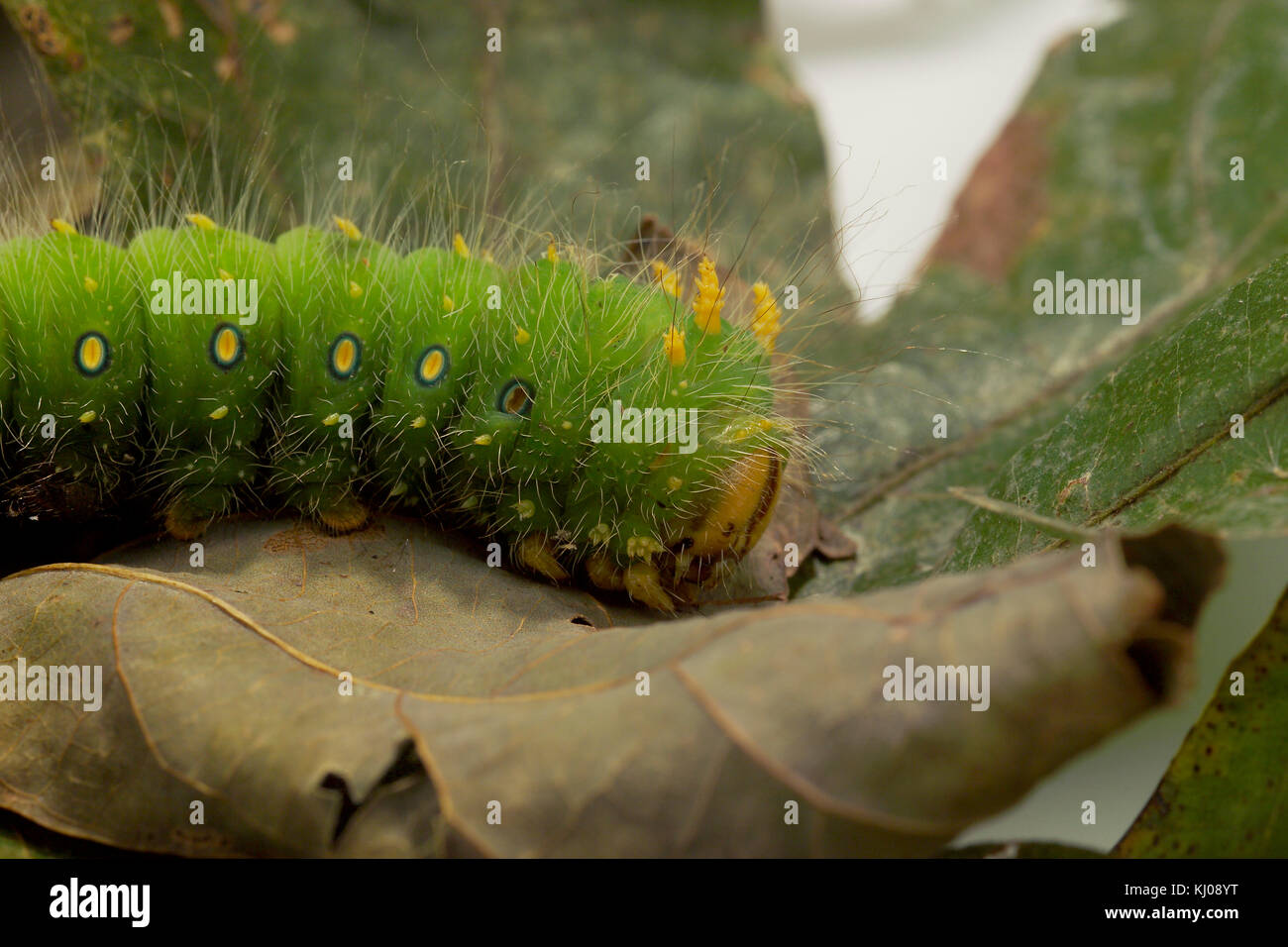 IMPERIAL MOTH CATERPILLAR (EACLES IMPERIALIS) Foto Stock