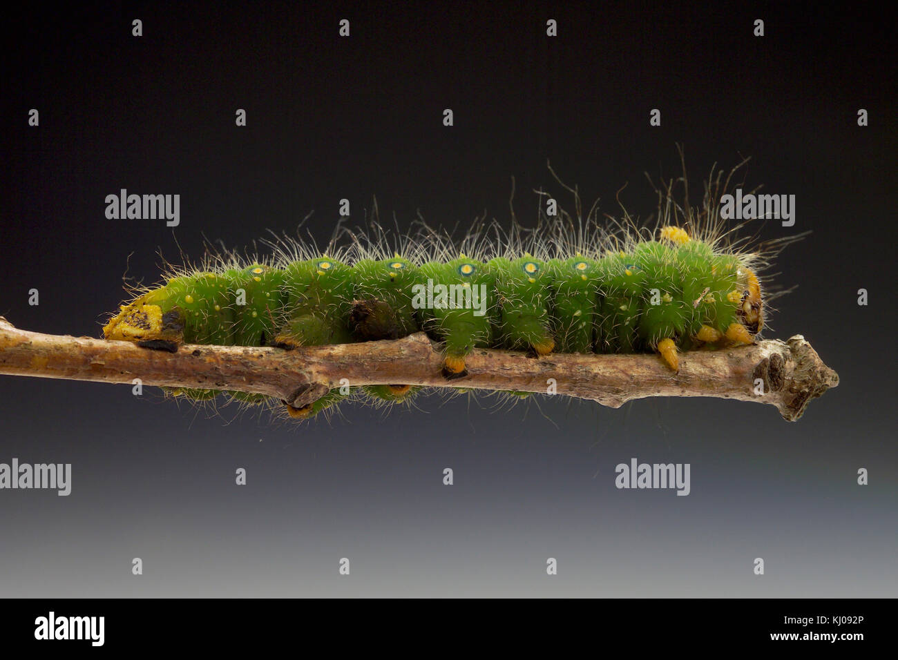 IMPERIAL MOTH CATERPILLAR (EACLES IMPERIALIS) Foto Stock