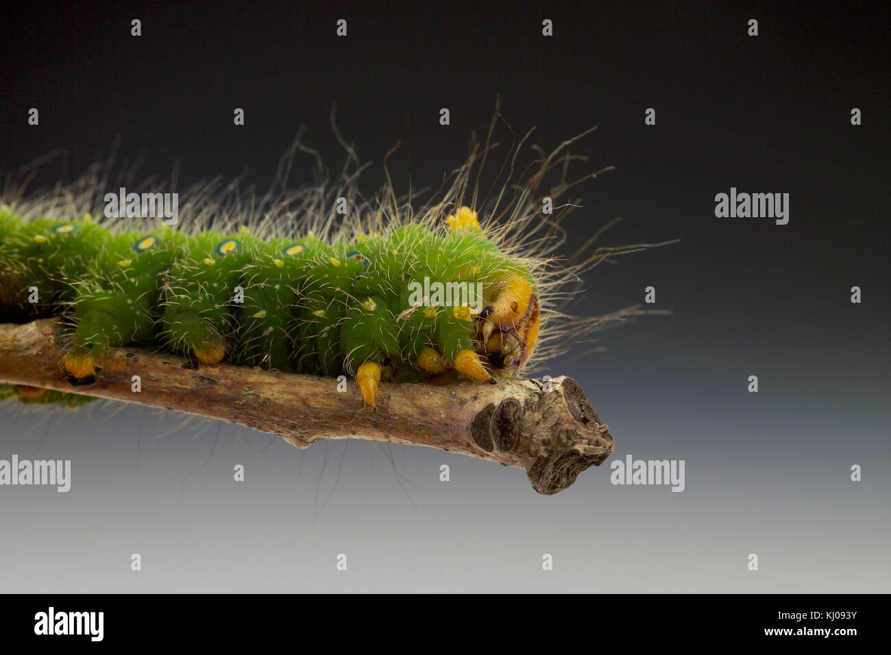 IMPERIAL MOTH CATERPILLAR (EACLES IMPERIALIS) Foto Stock