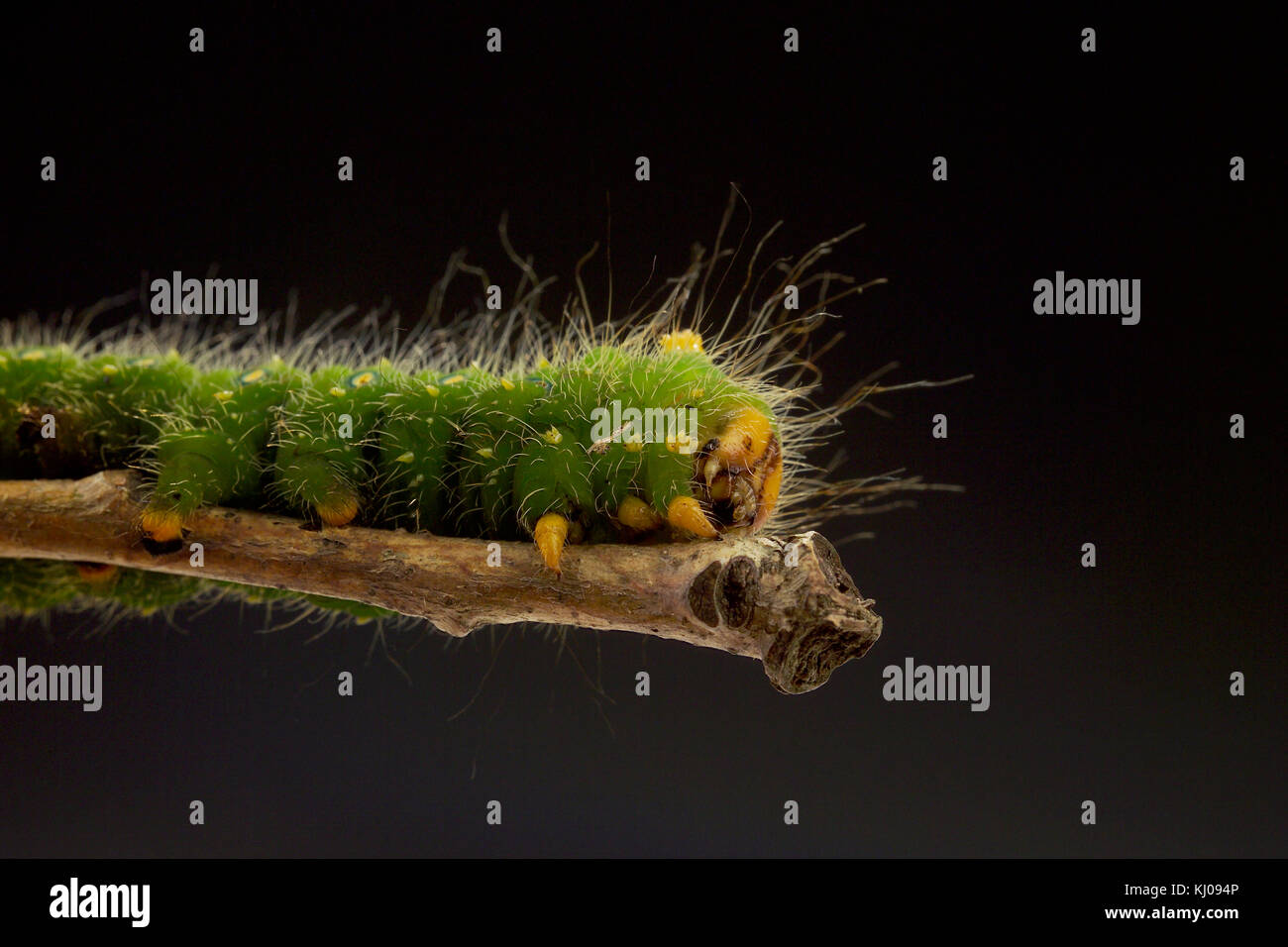 IMPERIAL MOTH CATERPILLAR (EACLES IMPERIALIS) Foto Stock