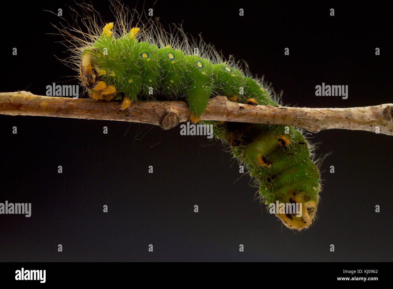 IMPERIAL MOTH CATERPILLAR (EACLES IMPERIALIS) Foto Stock