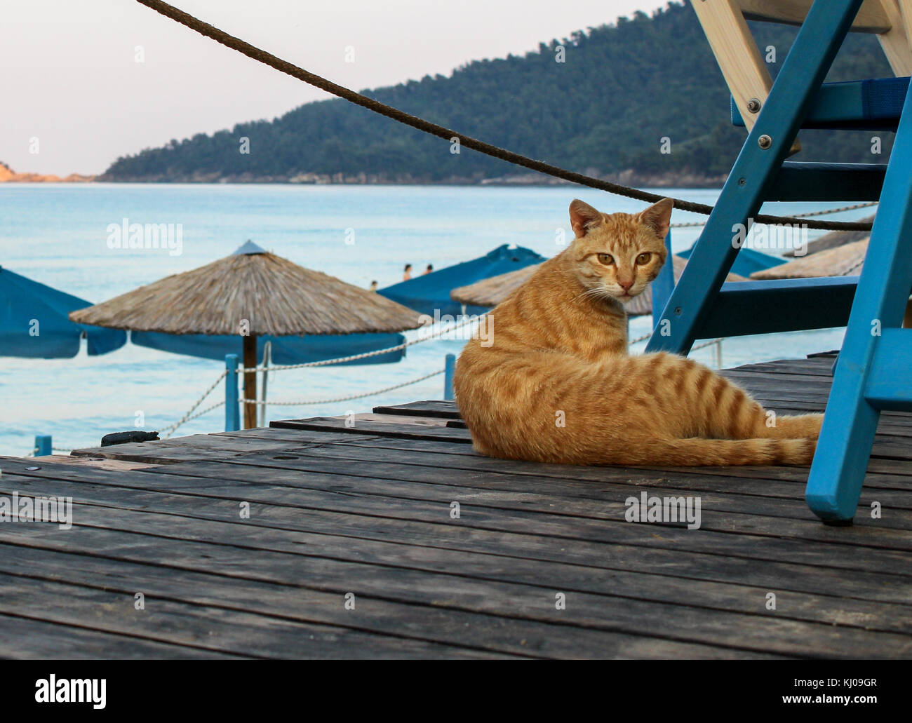 Cat in spiaggia Foto Stock