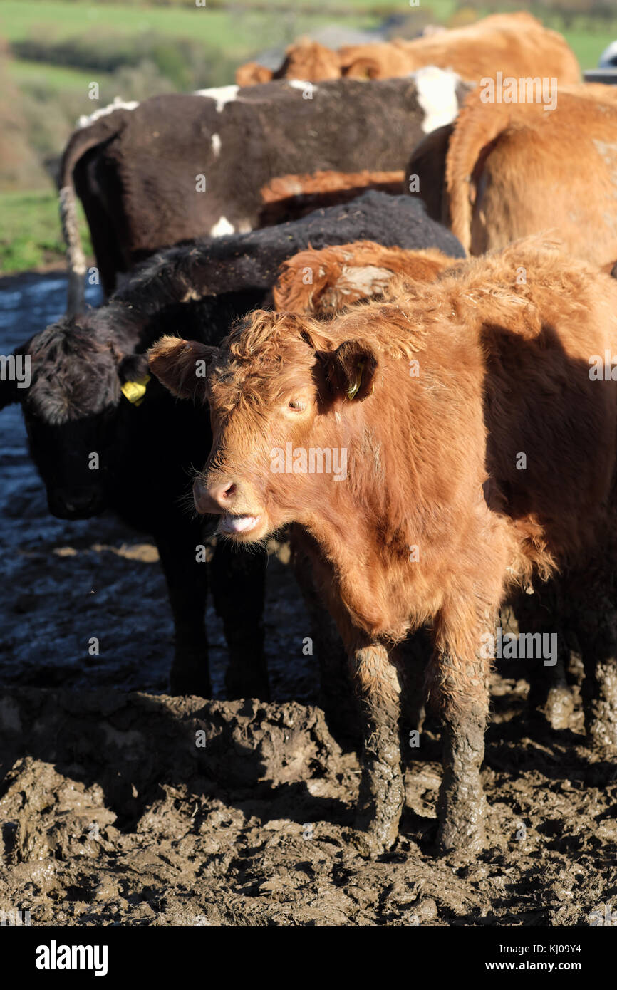 Giovane maschio yearling bovini in un fangoso campo invernale powys wales uk Foto Stock