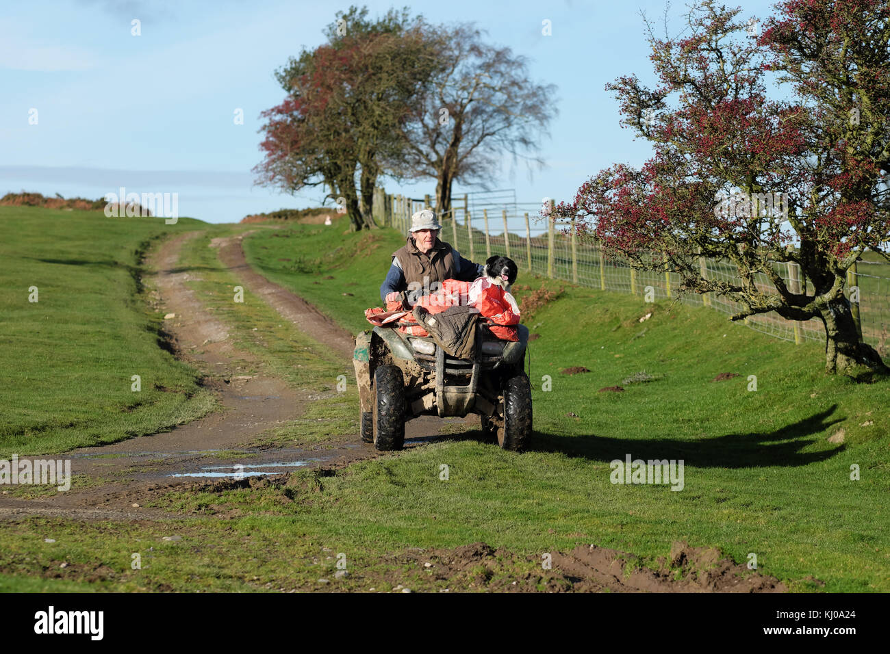 Contadino in Galles in sella a un quad con il suo cane da pecora sotto il sole invernale Powys Wales UK Foto Stock