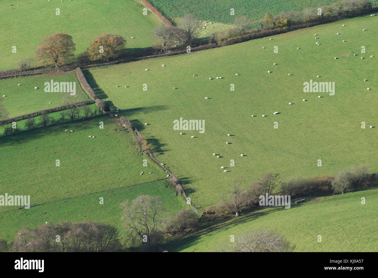 Vista aerea di ovini in campi in inverno regno unito Foto Stock