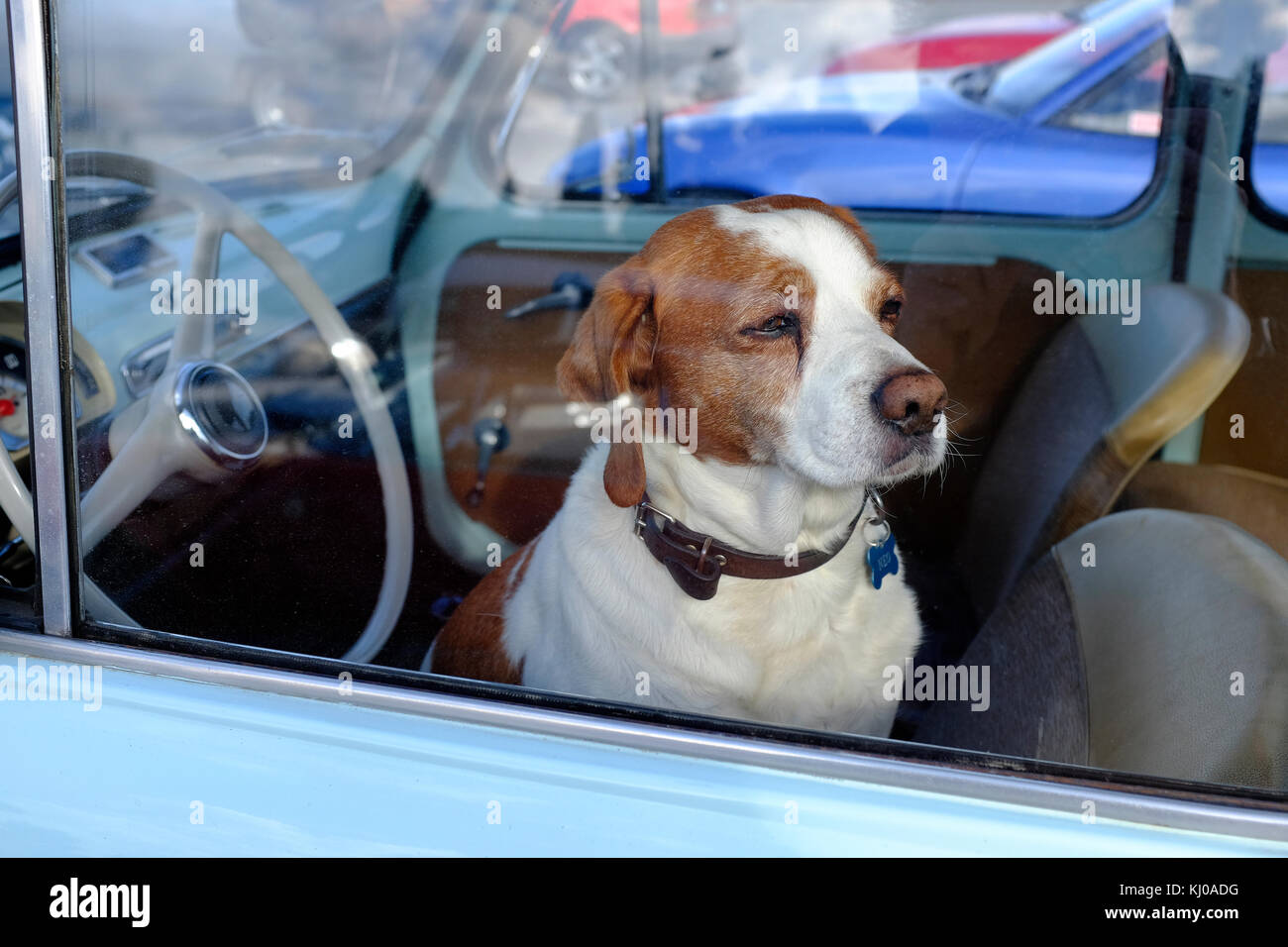 In attesa del cane per il proprietario seduto sul seggiolino per auto Foto Stock