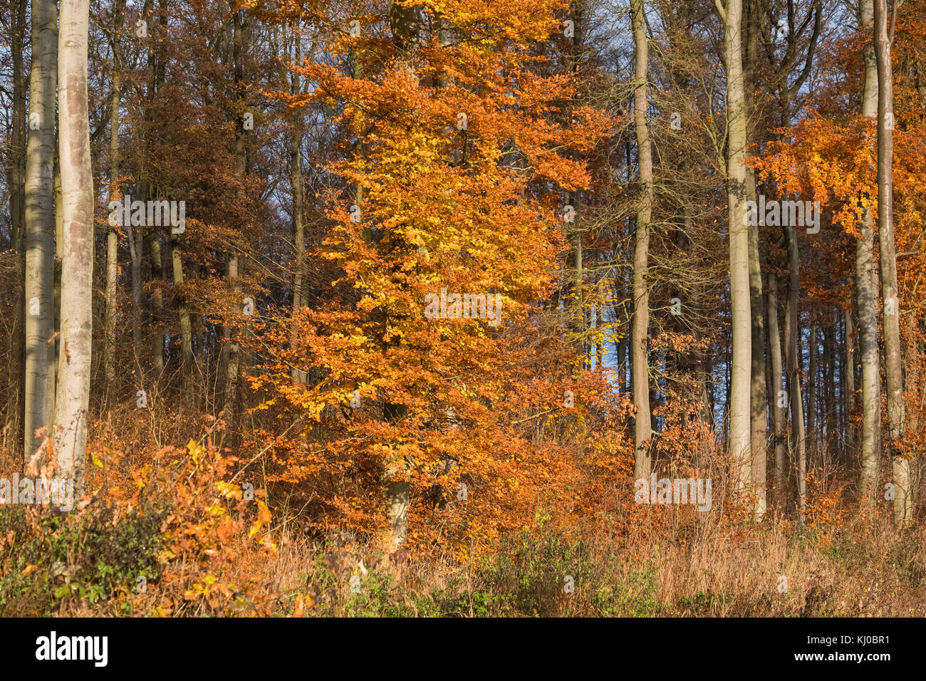 Herbstwald Laubfärbung Foto Stock