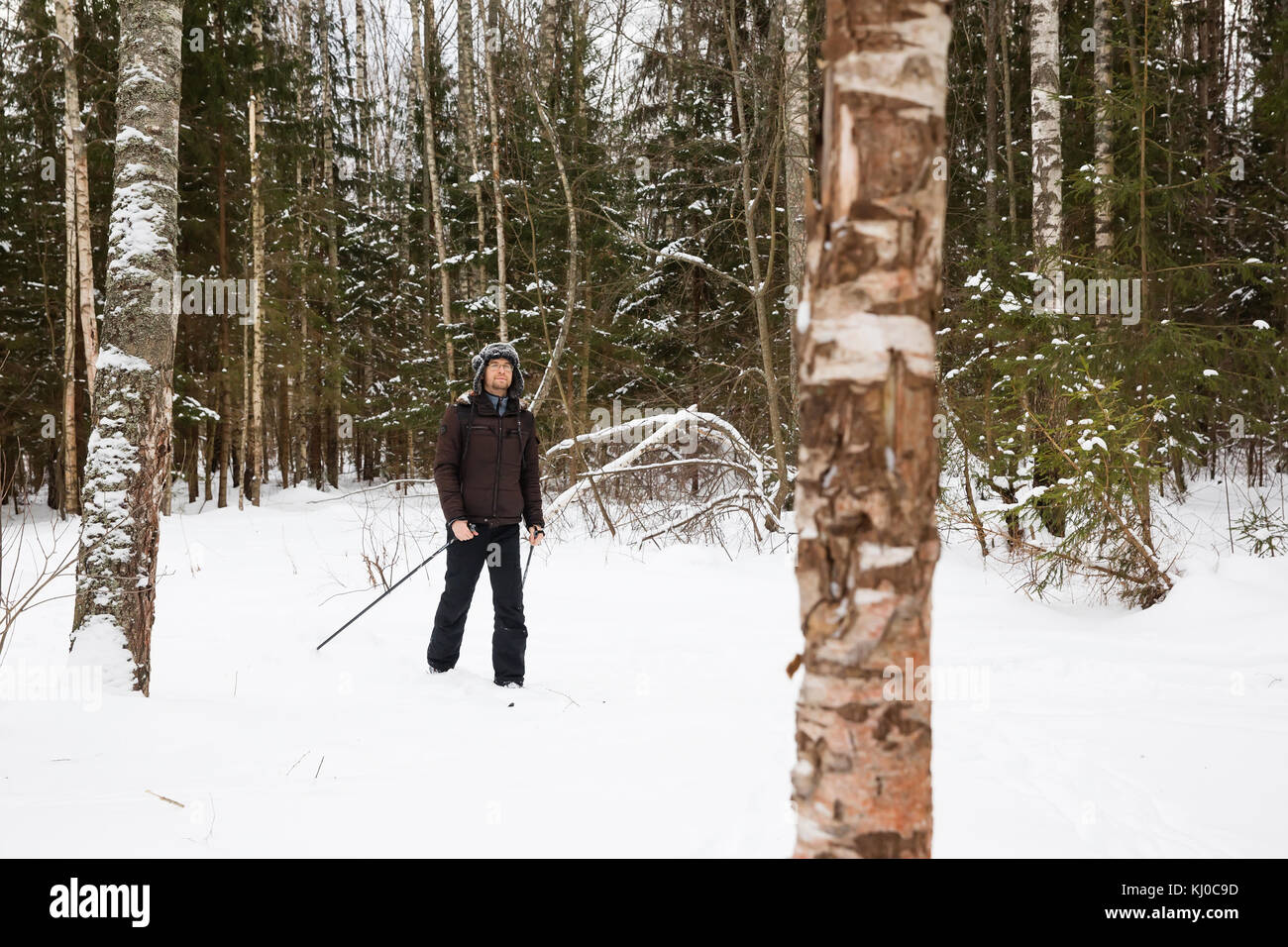 Sci di fondo: uomo sci di fondo nella foresta in inverno Foto Stock