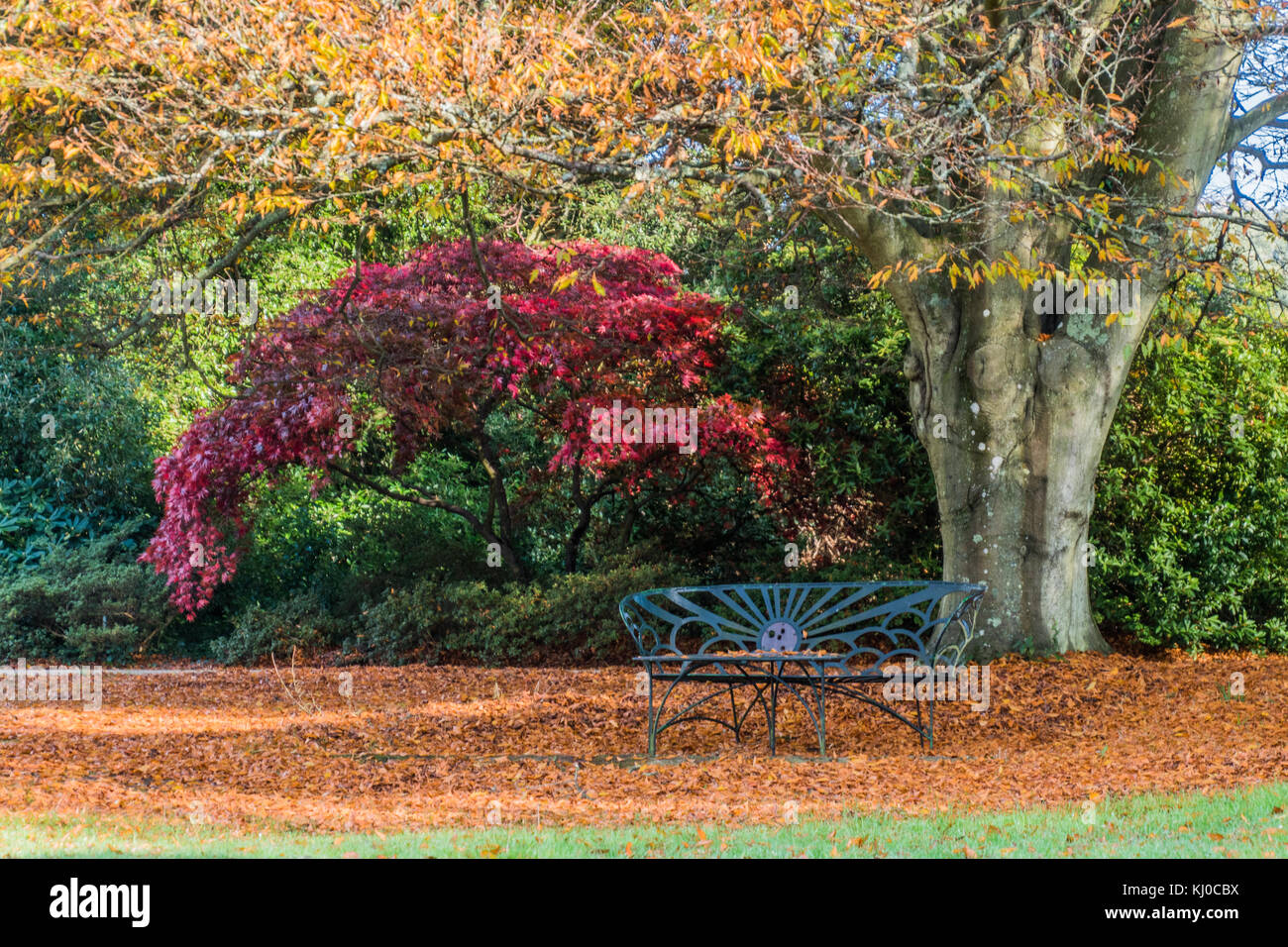 Autunno a exbury gardens Foto Stock