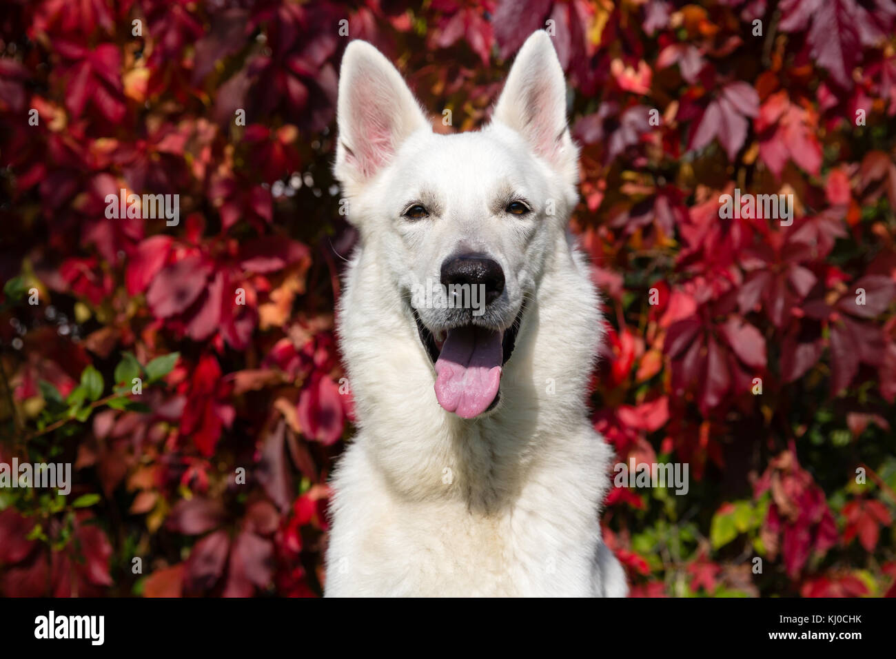 Pastore Svizzero bianco cane Foto Stock