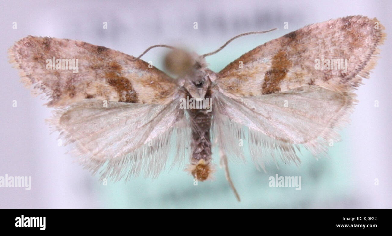 Cochylidia implicitana1 Foto Stock