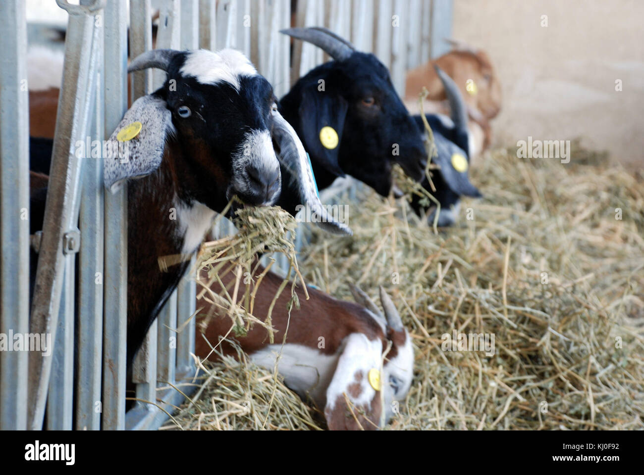 Israele 39941 animali selvatici e piante di Israele Foto Stock