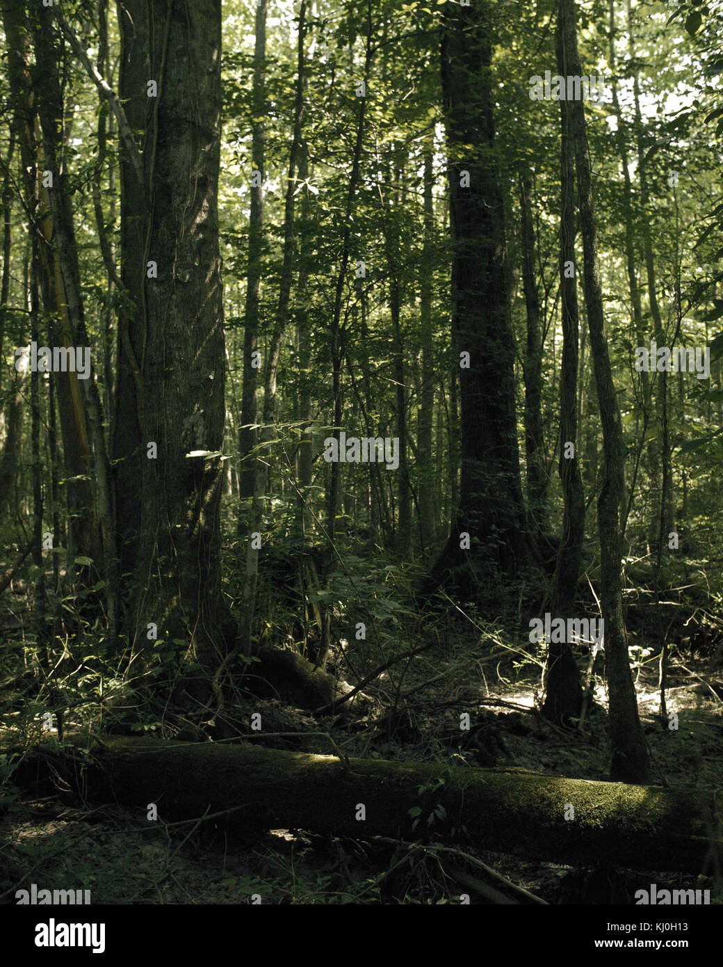 La Great Dismal Swamp è una grande palude situata al confine tra Virginia e North Carolina. È conosciuta per la sua biodiversità, le zone umide e l'importanza ecologica nel sud-est degli Stati Uniti. Foto Stock