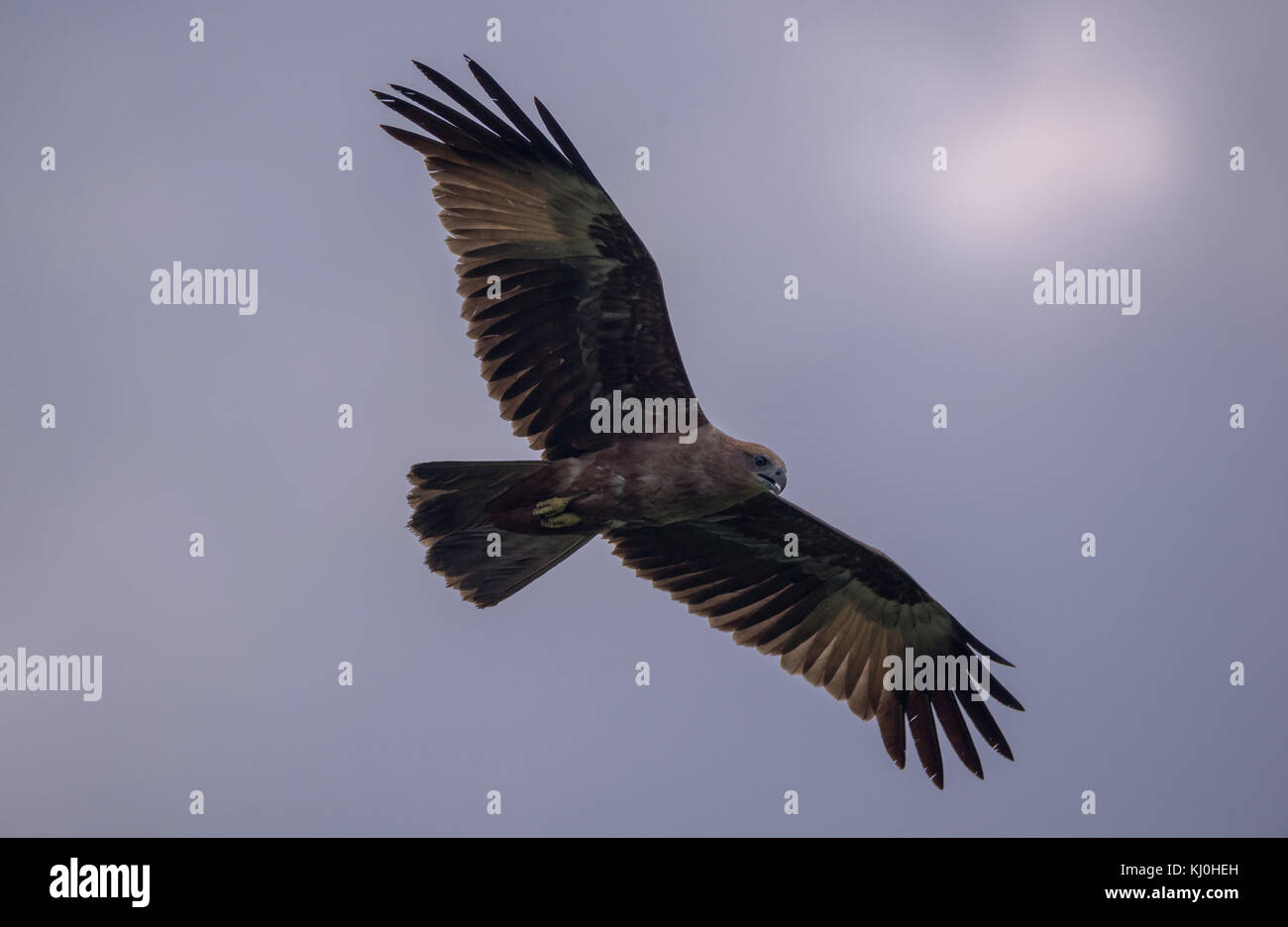 Un bambino uccello da preda volando attraverso il cielo blu Foto Stock
