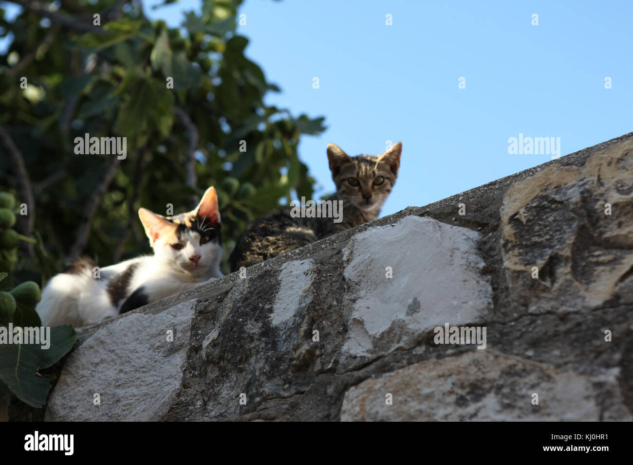 Israele 39556 animali selvatici e piante di Israele Foto Stock