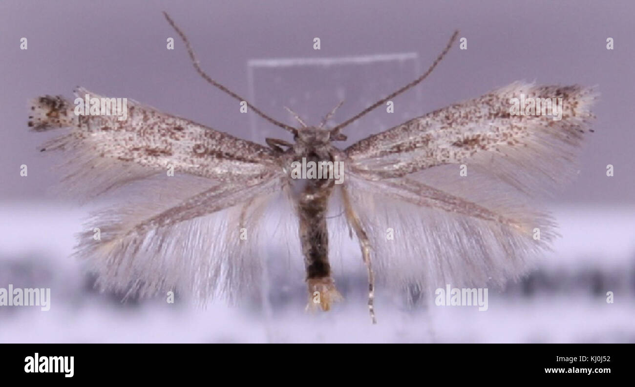L'Elachista minuta è una specie di falena, caratterizzata dalle sue piccole dimensioni e dai caratteristici motivi alari, che si trovano in varie regioni. Foto Stock