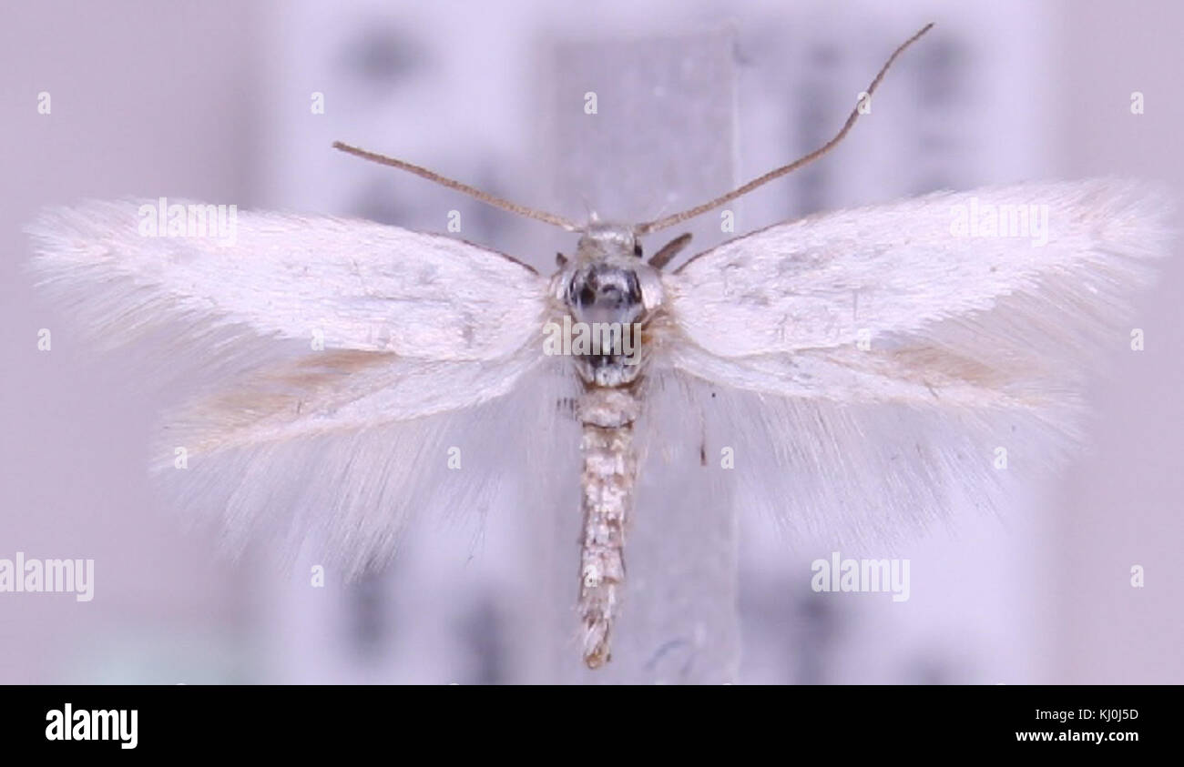 Elachista galactitella è una specie di falena della famiglia Elachistidae, diffusa in Europa. È conosciuta per le sue piccole dimensioni e il suo caratteristico disegno alare. Foto Stock