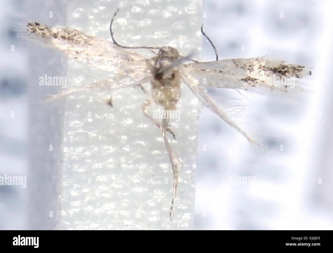 Elachista zophosema è una specie di falena della famiglia Elachistidae, nota per il suo aspetto e classificazione distinti. Foto Stock