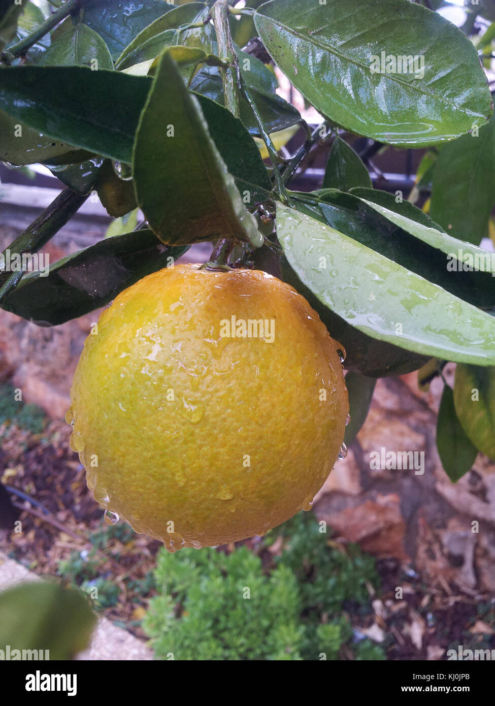 Una fotografia che raffigura l'agricoltura in Israele, evidenziando l'industria agricola del paese e il suo ruolo nella produzione alimentare. L'agricoltura di Israele è nota per le sue tecniche avanzate e gli approcci innovativi nell'agricoltura. Foto Stock