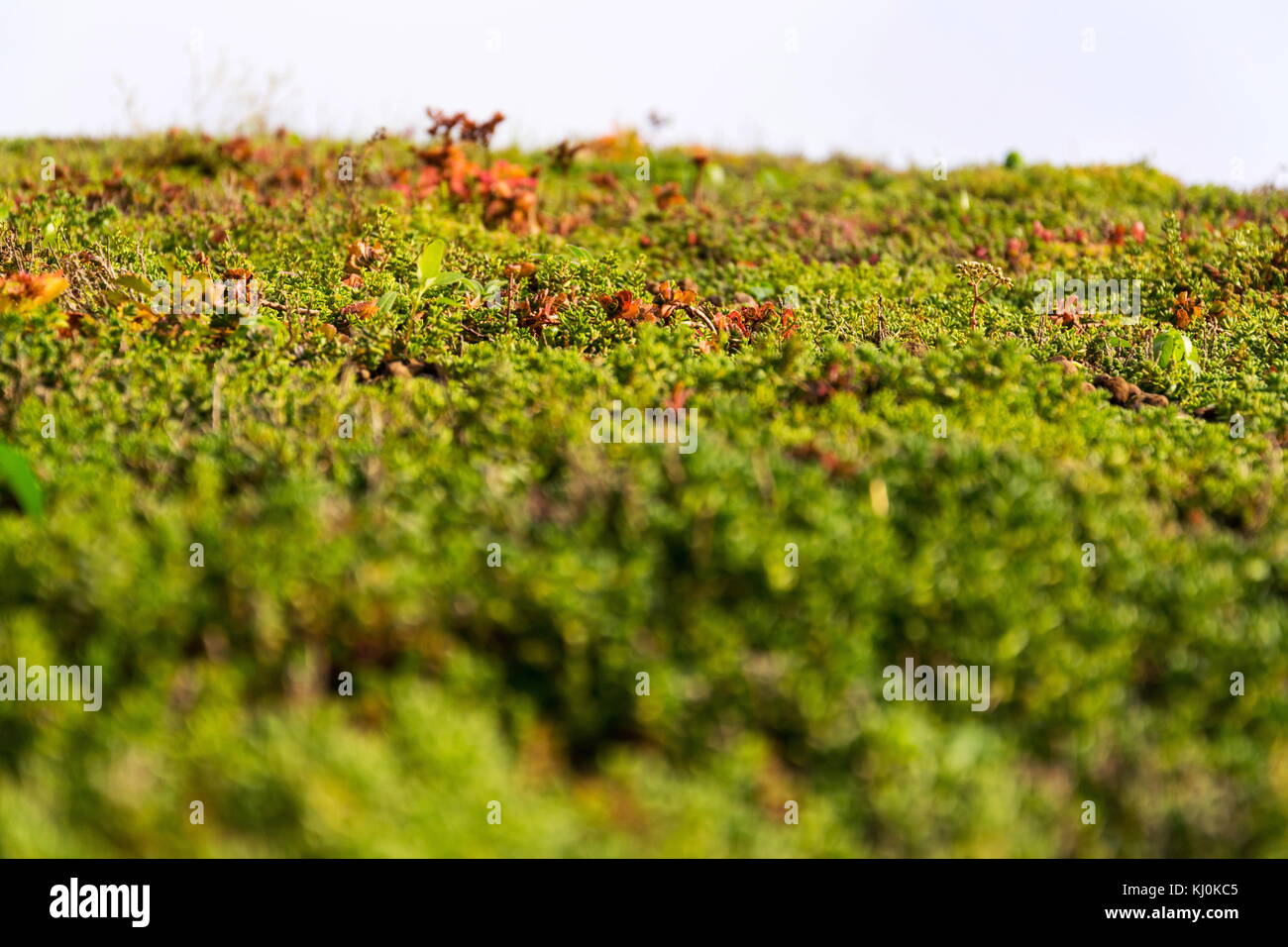 Dettaglio esteso di vivere verde tetto ricoperto di vegetazione Foto Stock