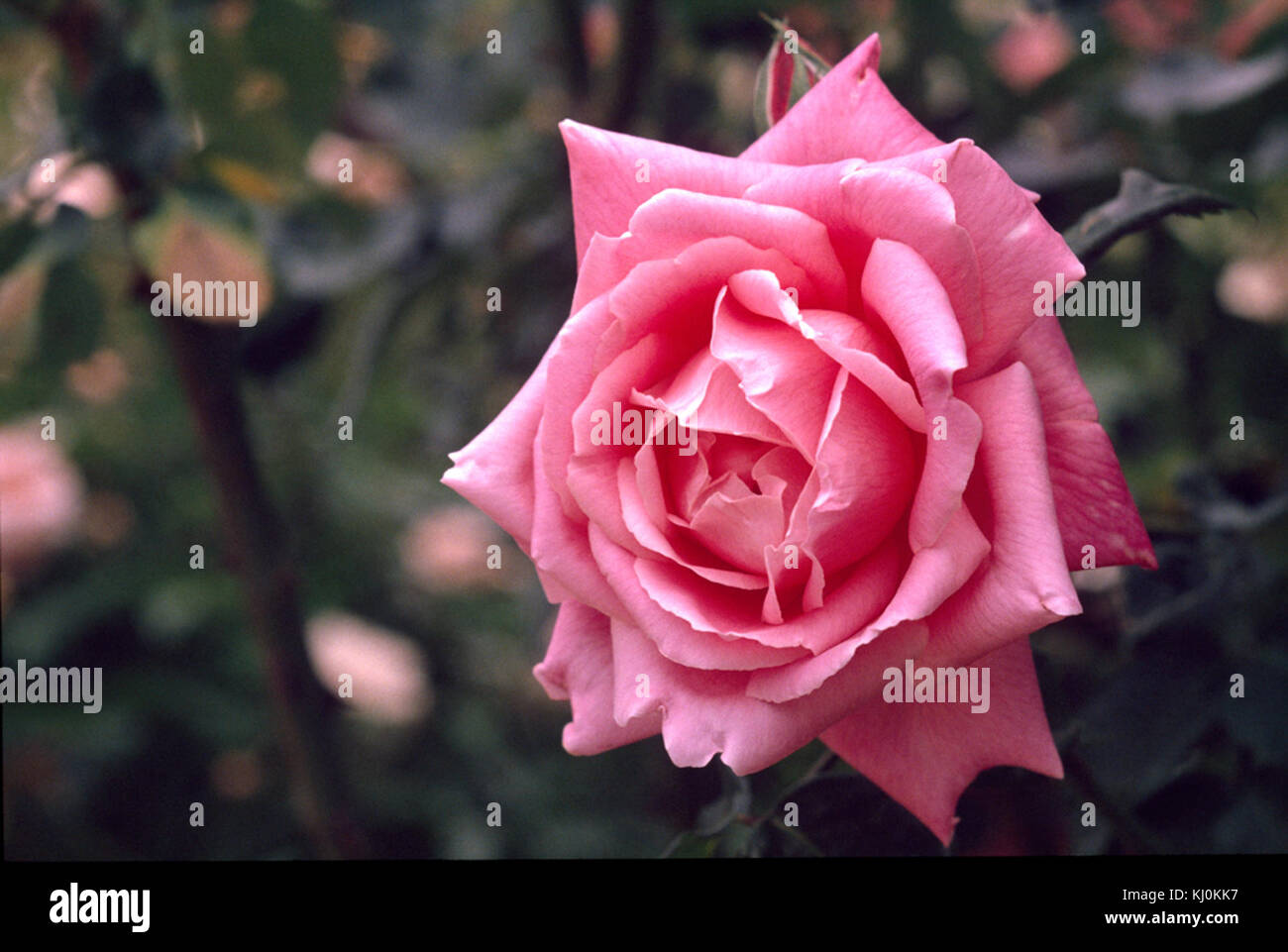 Lady Rose Woodward 1959 Foto Stock